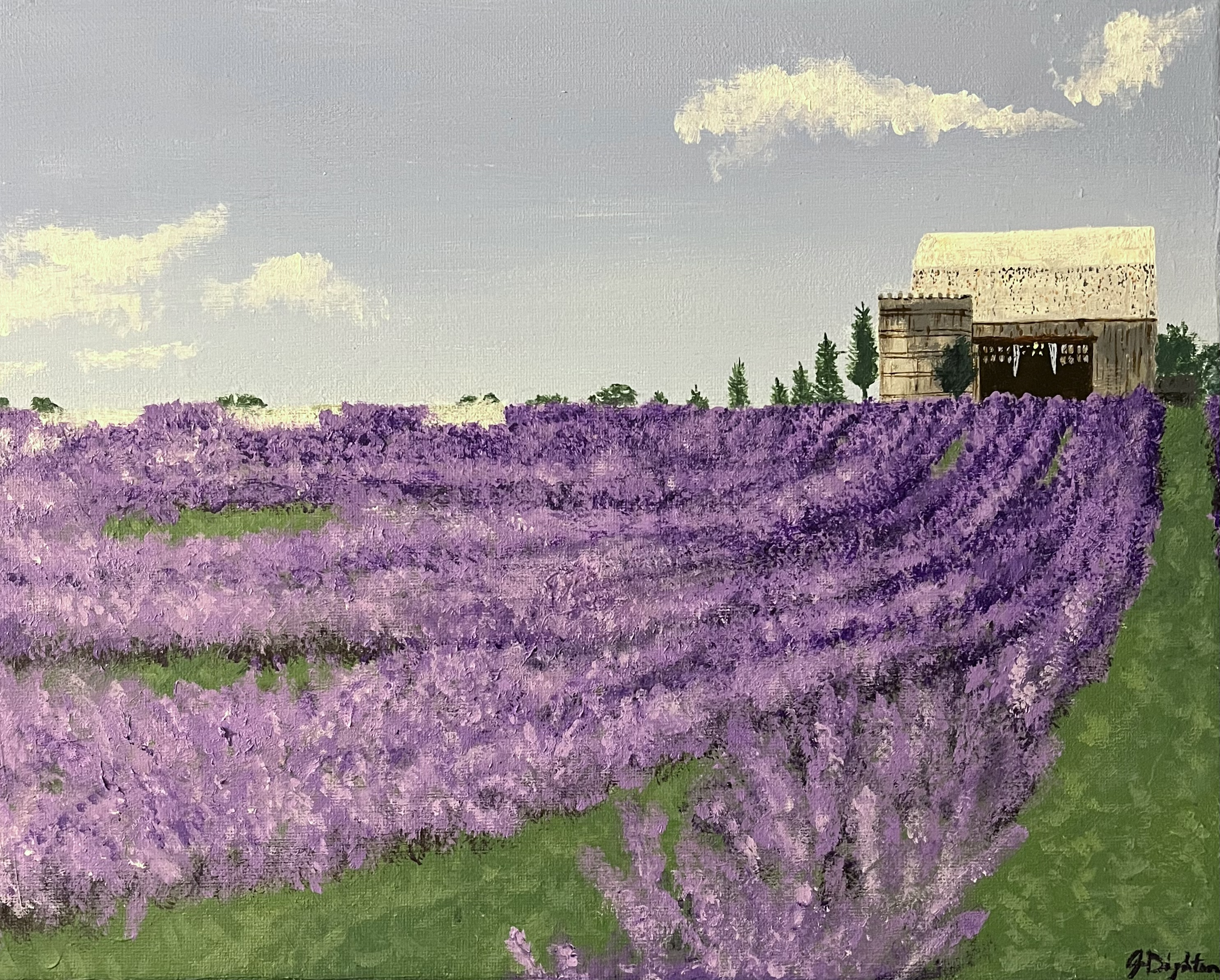 Lavender Field