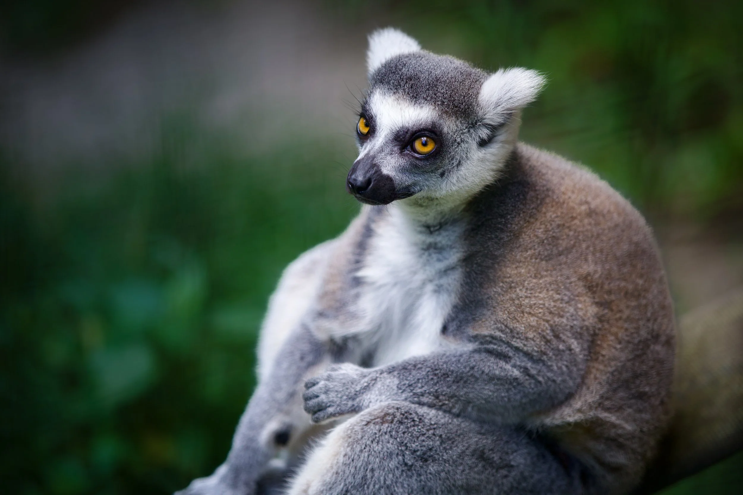 lemur