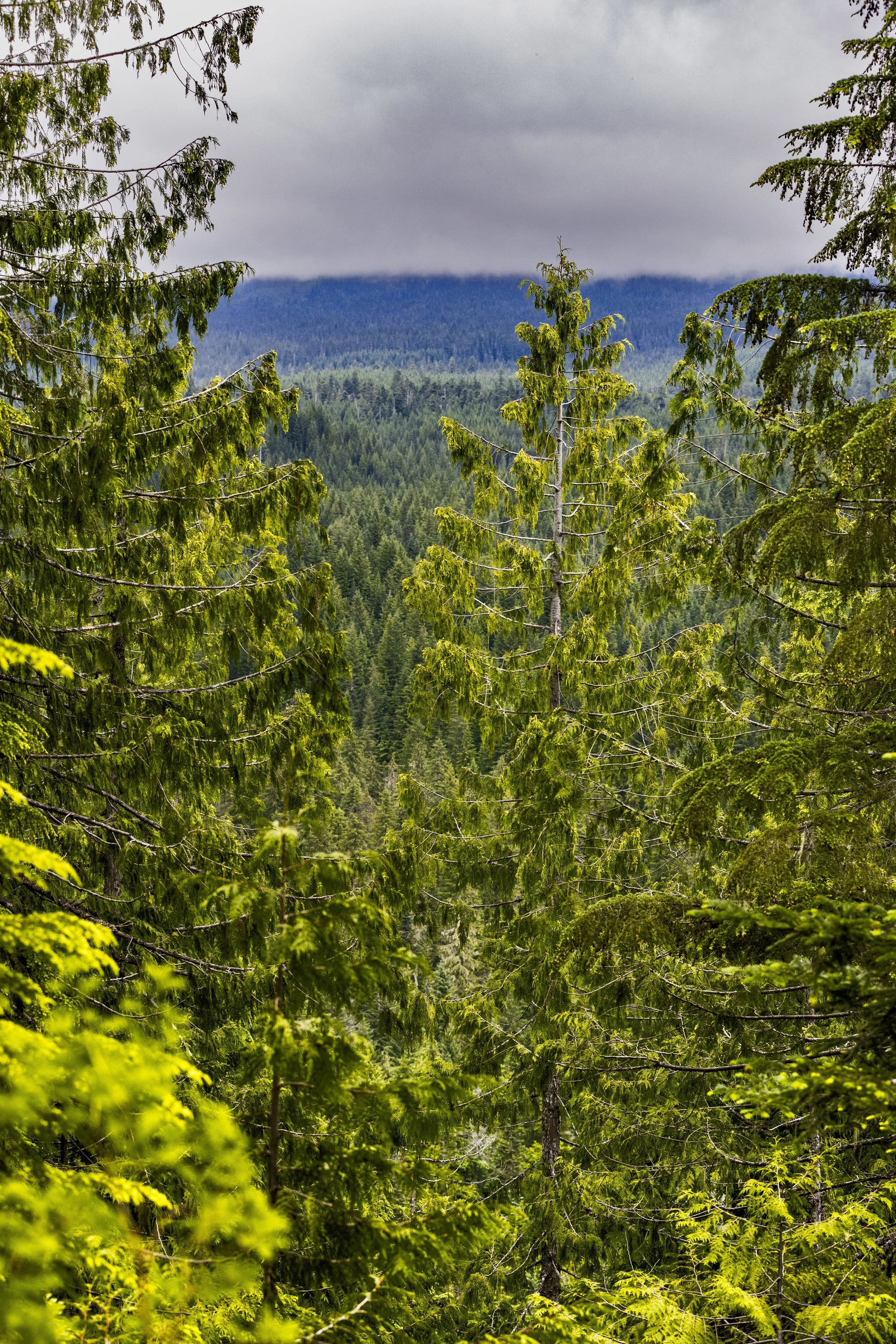cougar, wa