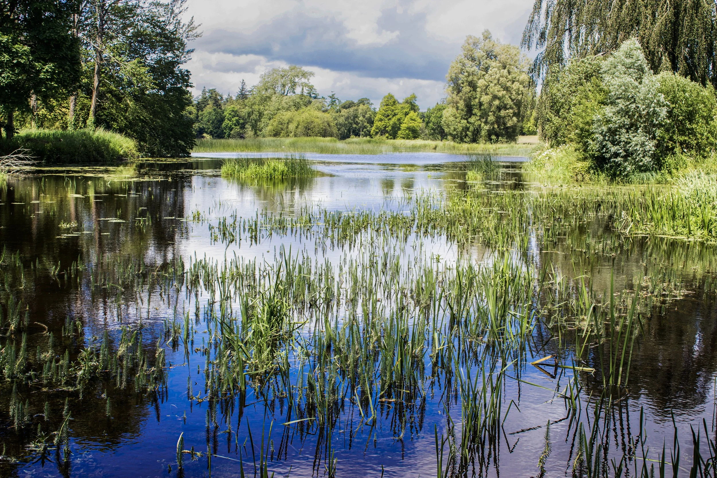 Birr Castle Gardens Print