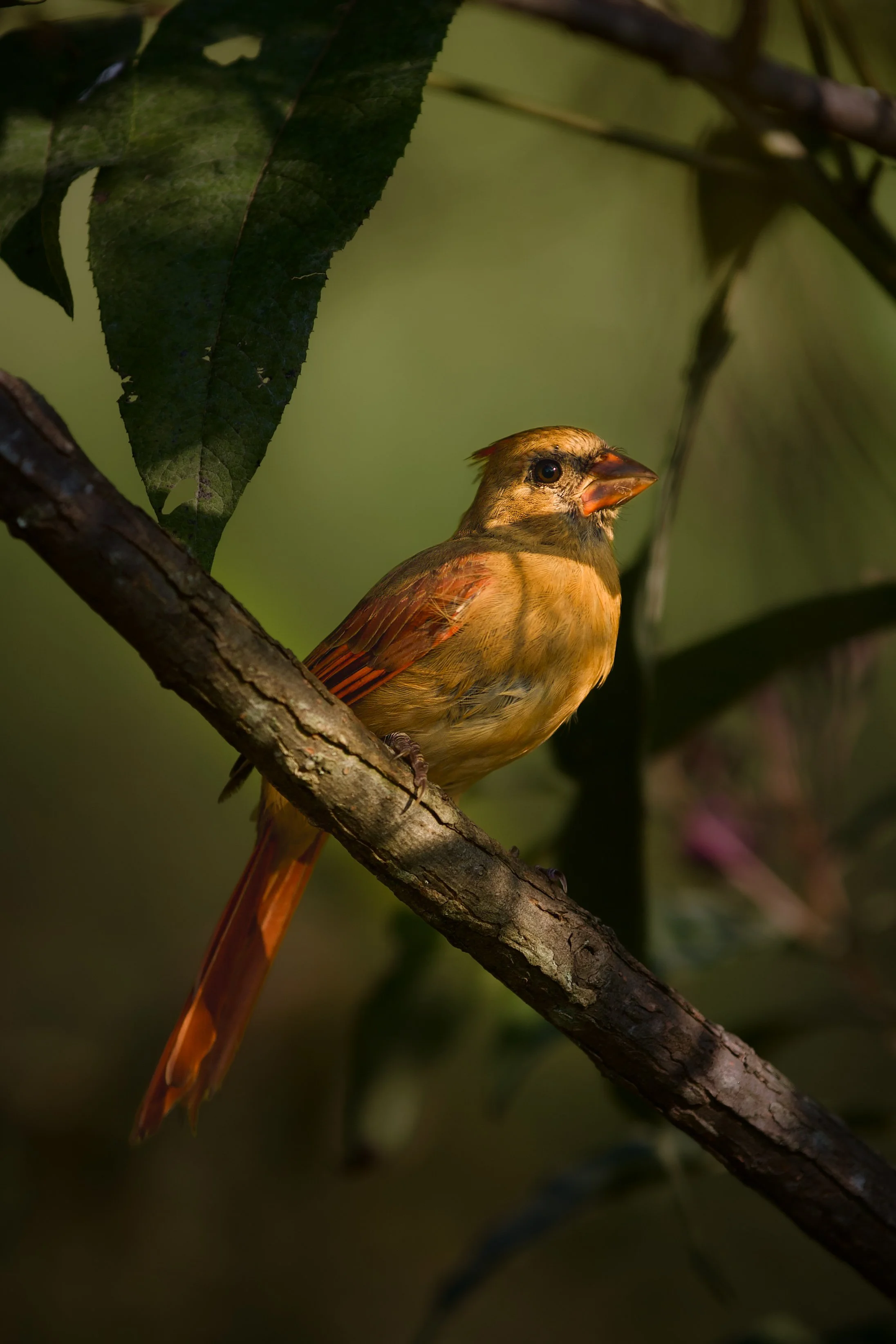 female cardinal