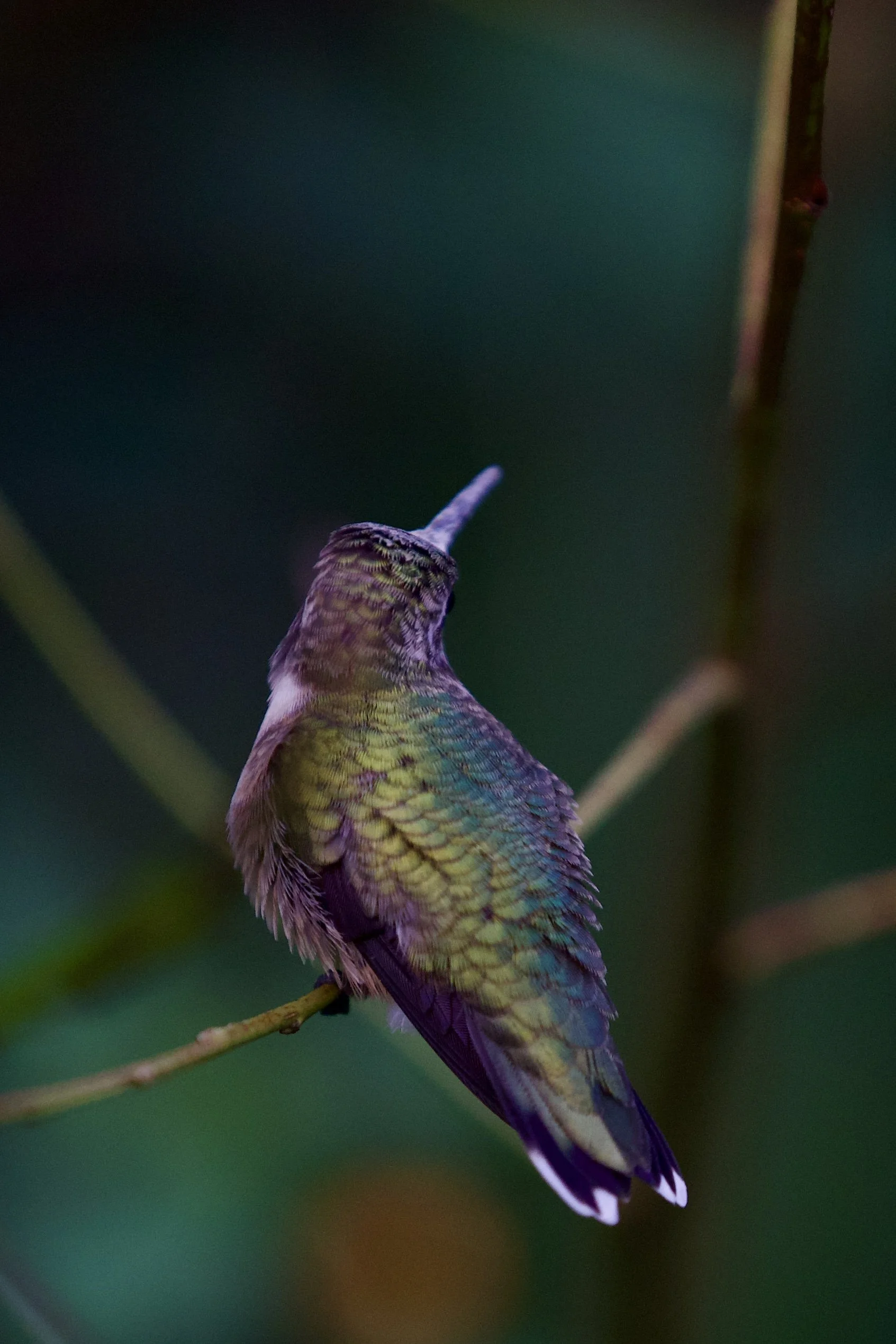 hummingbird