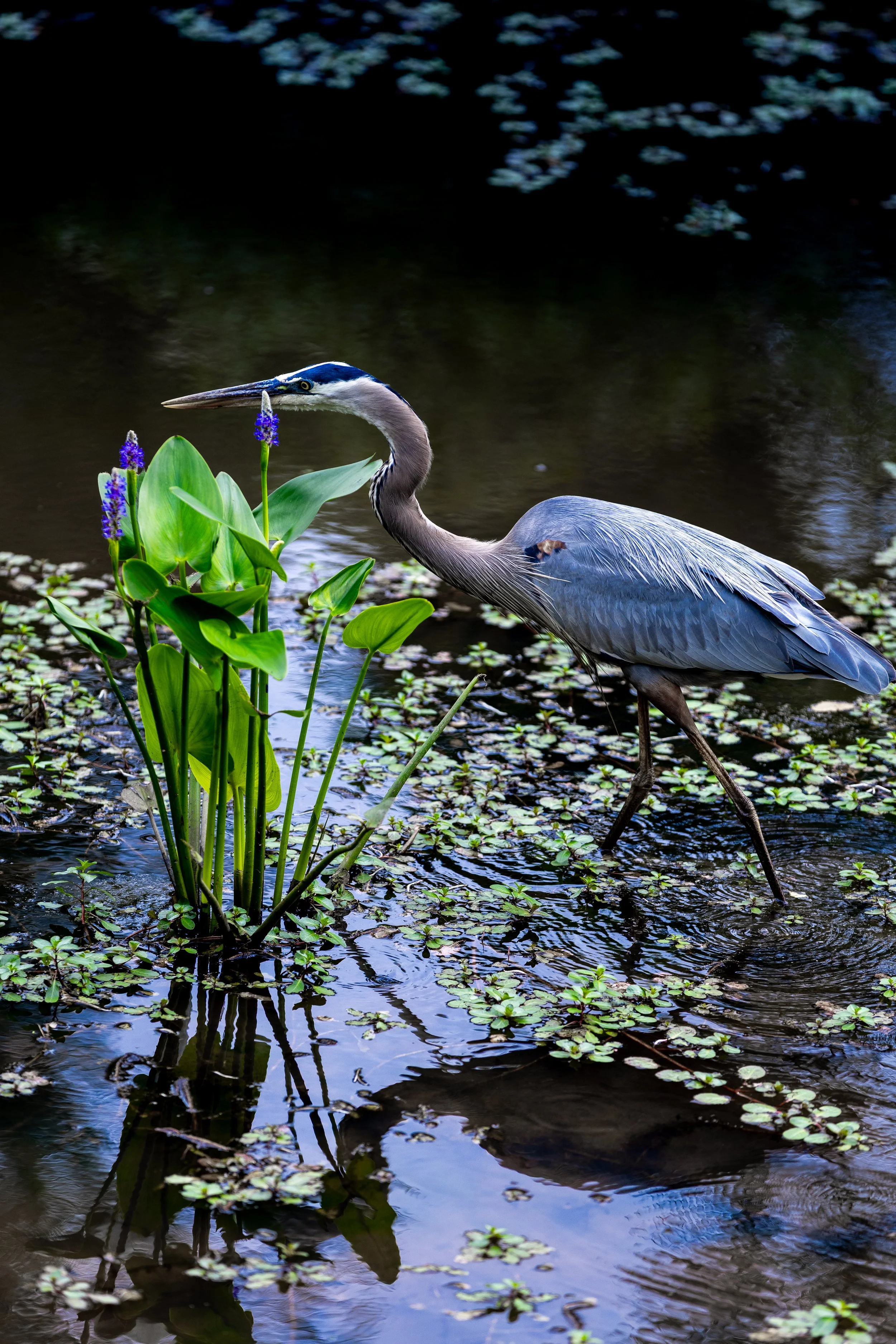 Heron Print