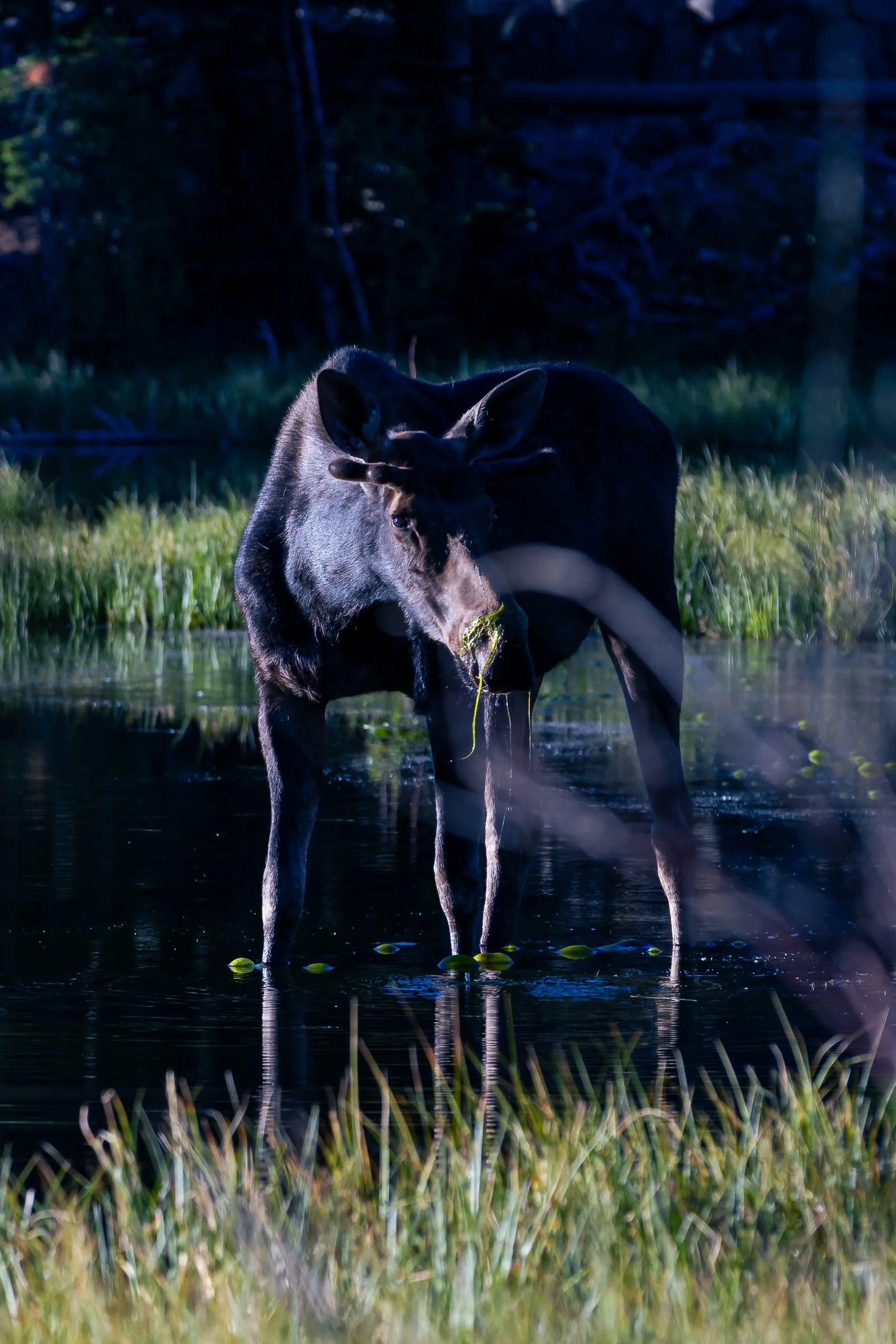 Moose Print