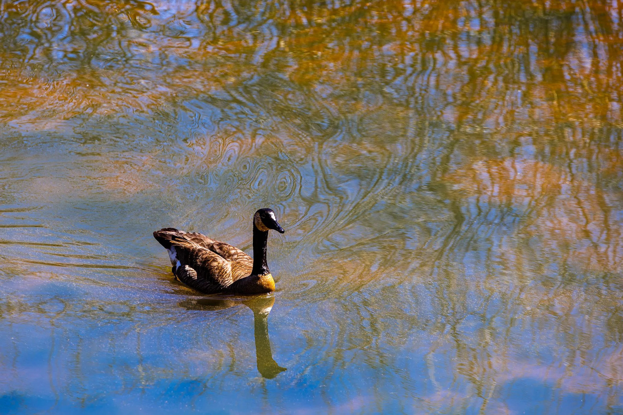 Goose Print