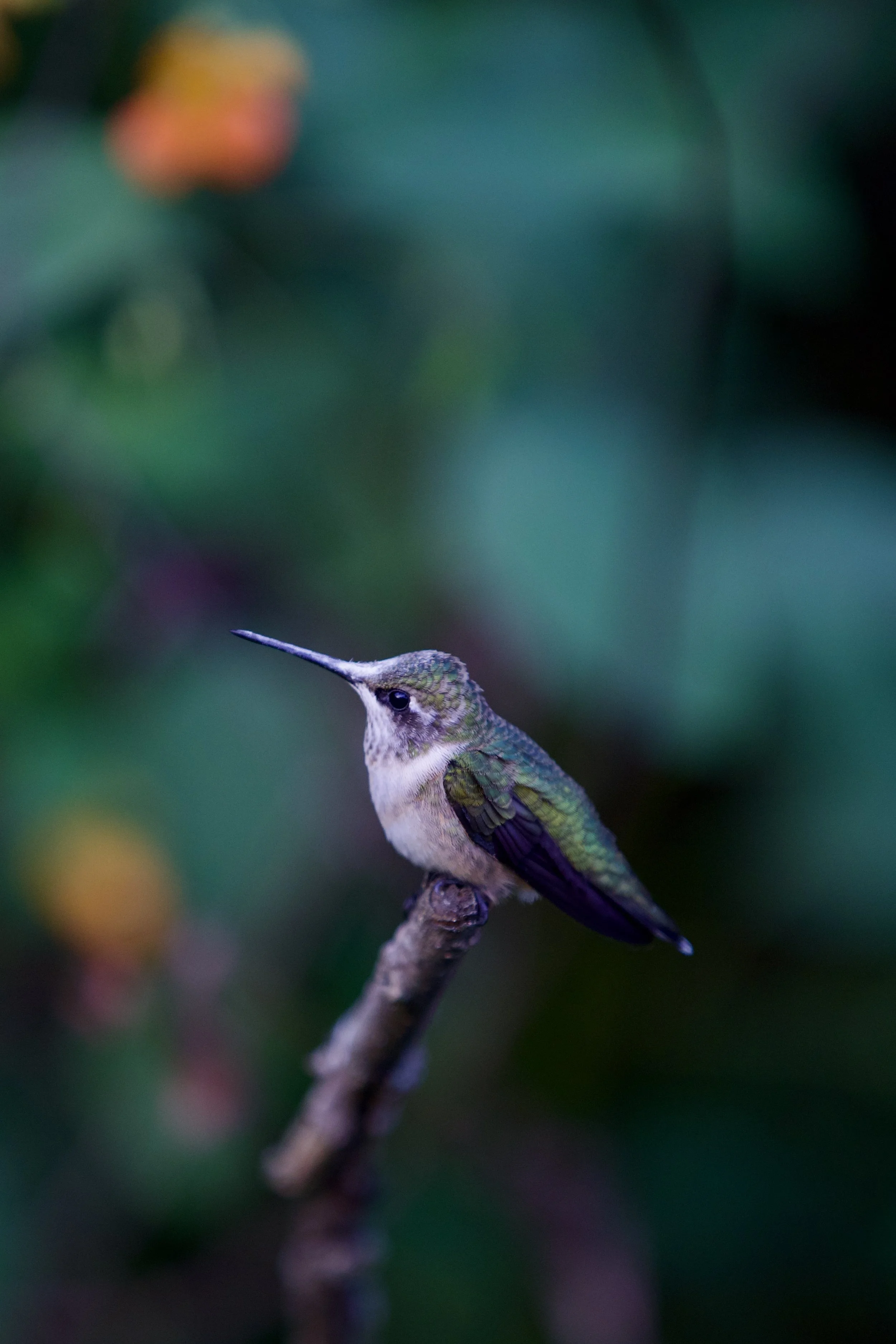 hummingbird