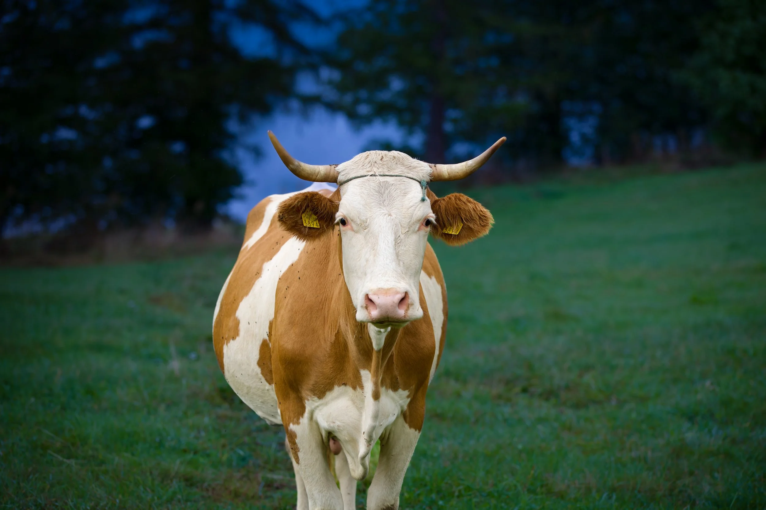 romanian cow