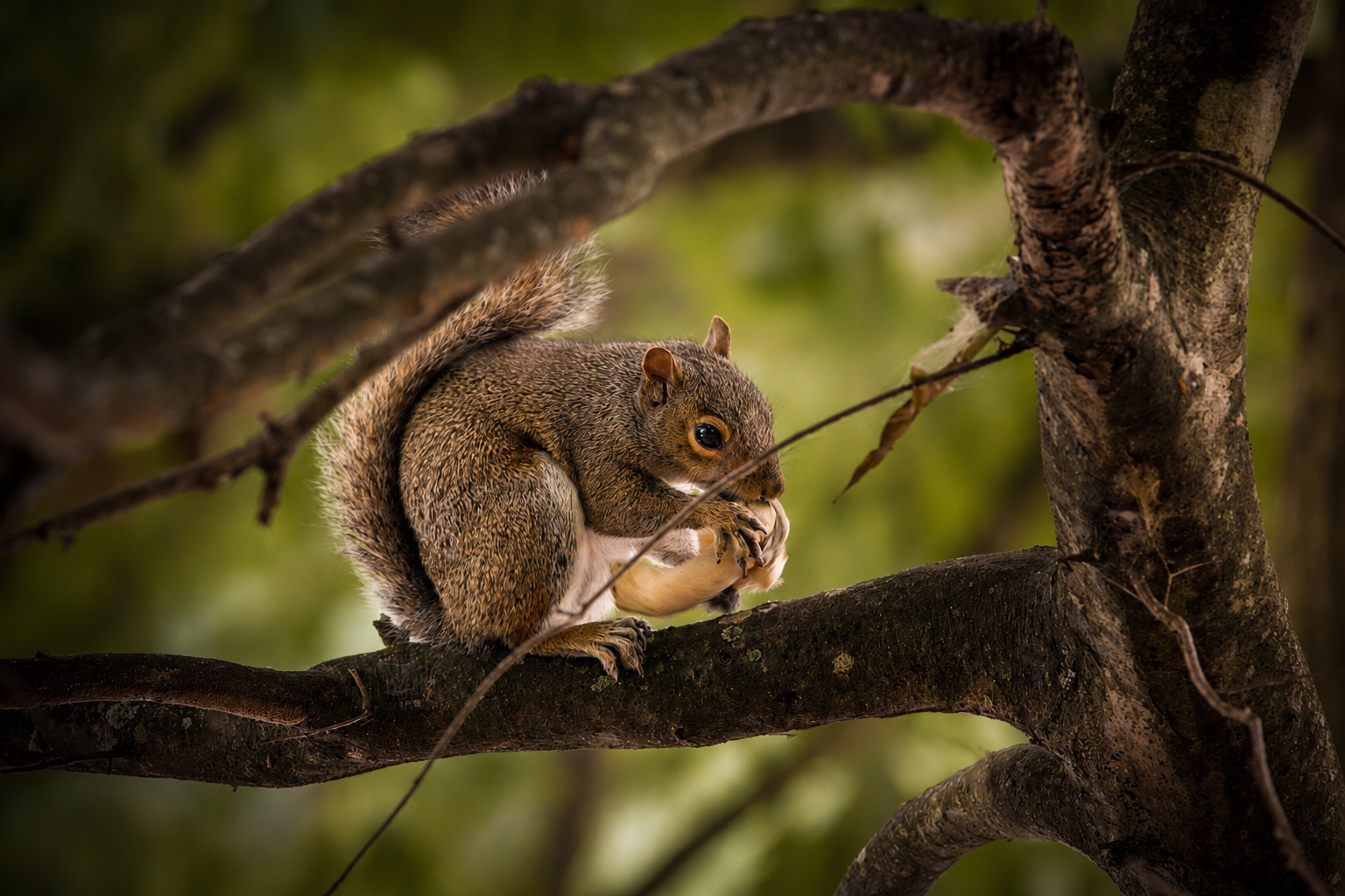 squirrel with mushroom