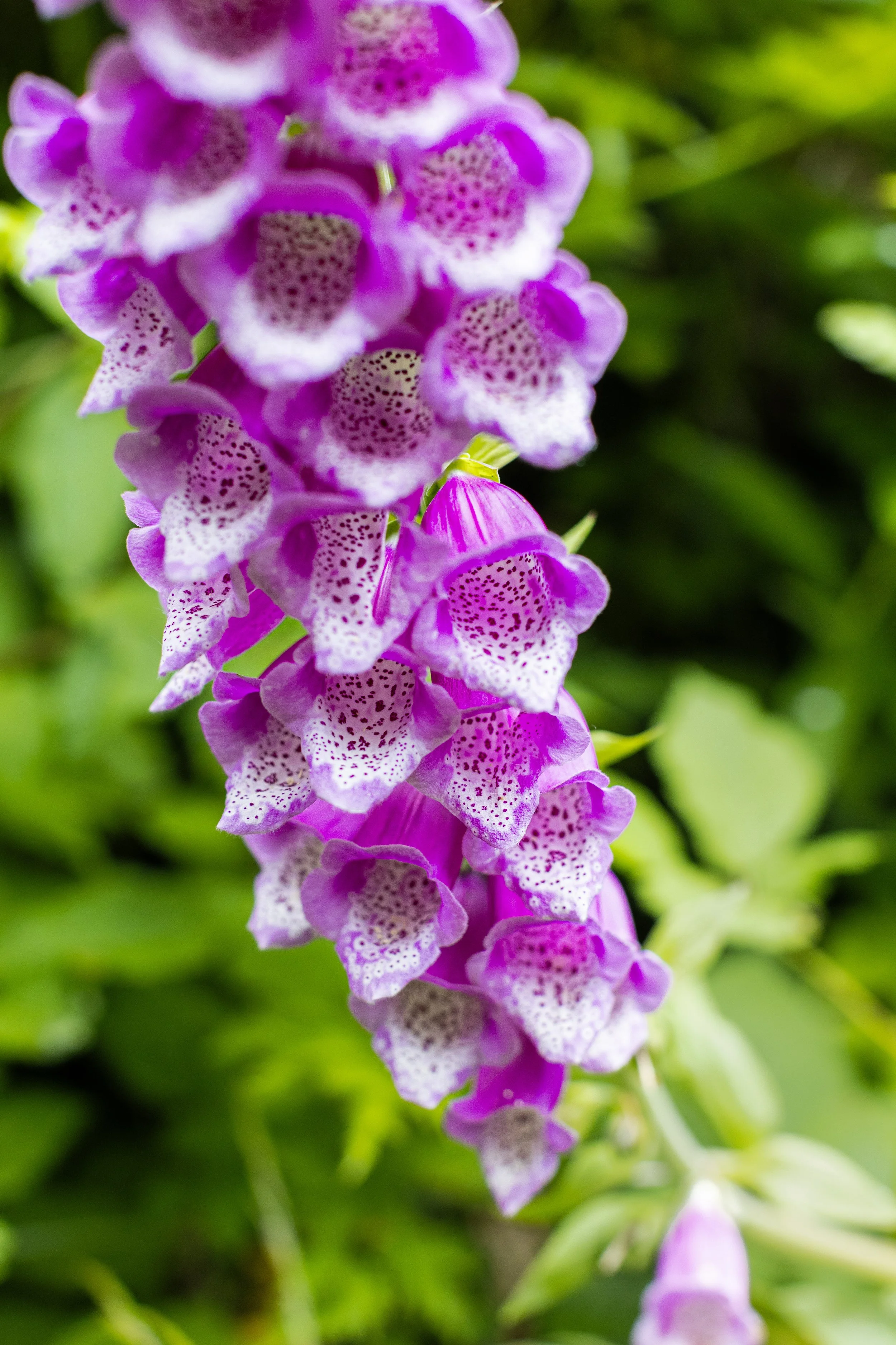 foxgloves at tiger mountain