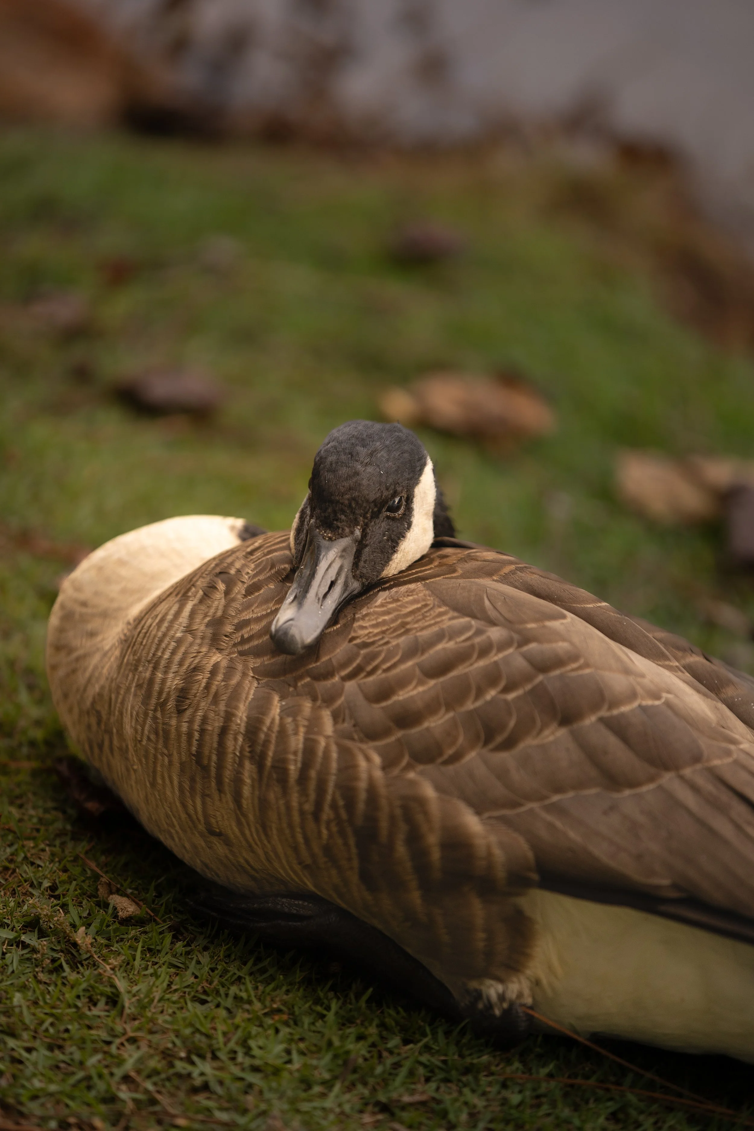 sleepy goose