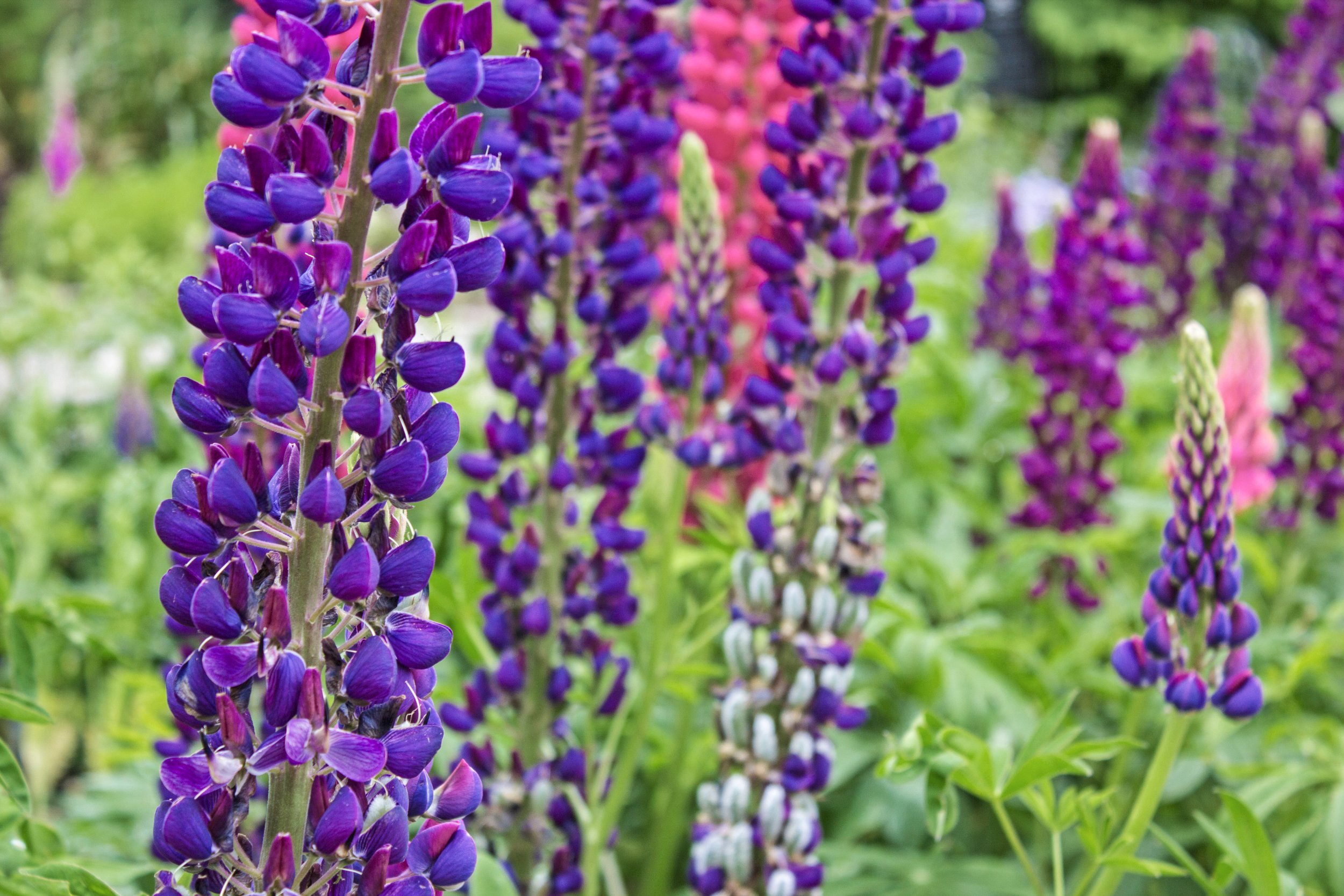 Blarney Castle Gardens Print