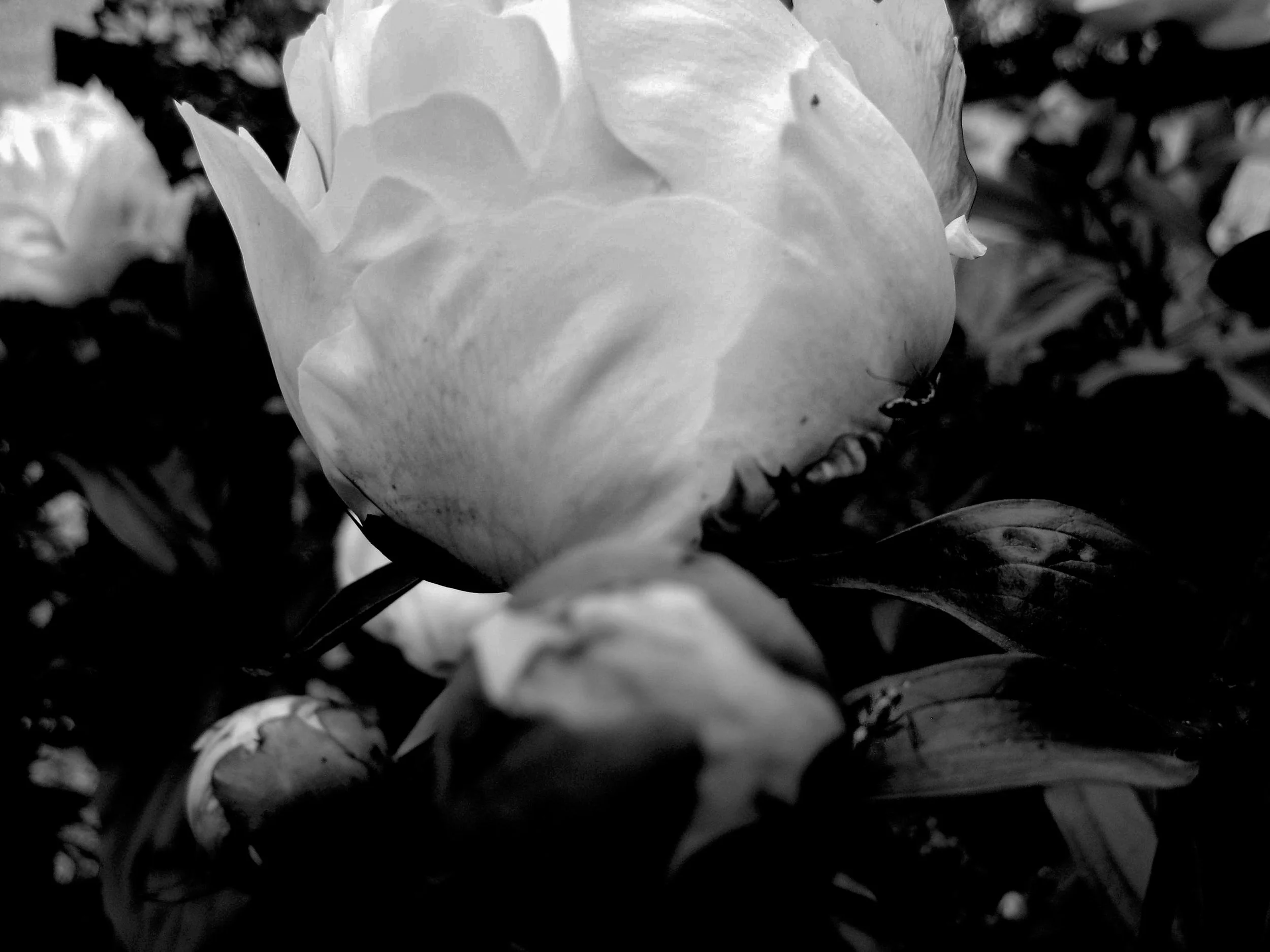 peonies in the yard