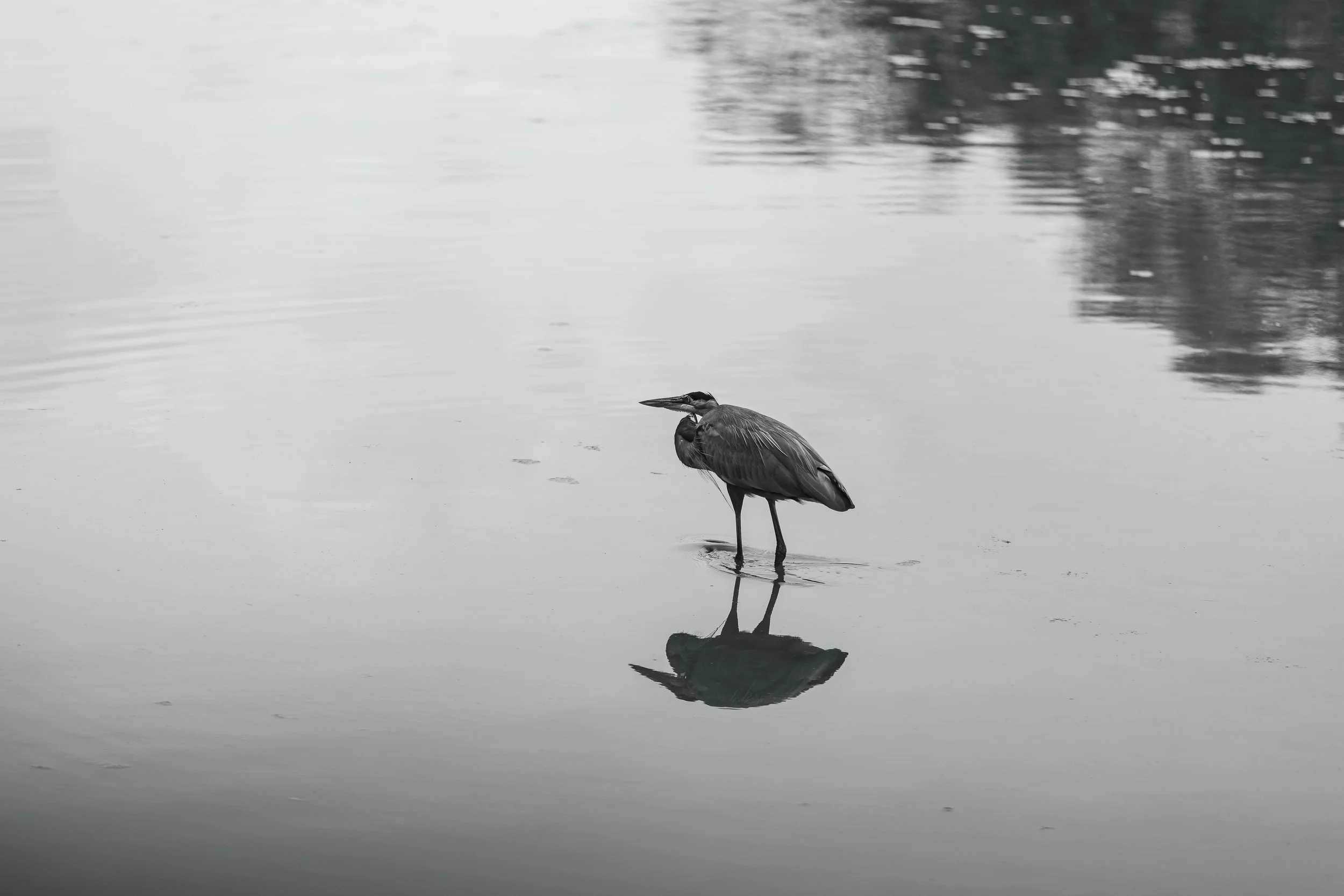 Black & White Heron