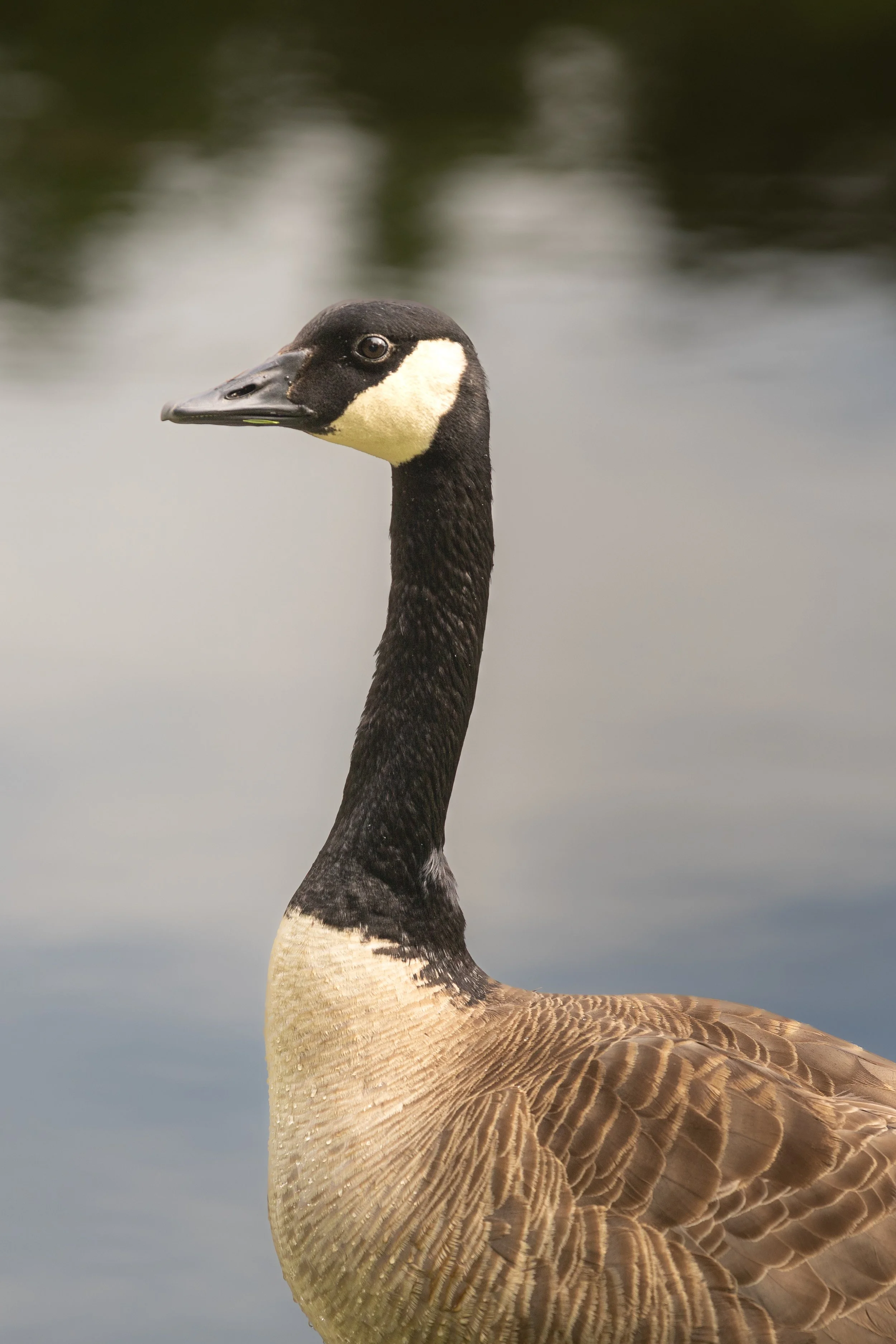 goose
