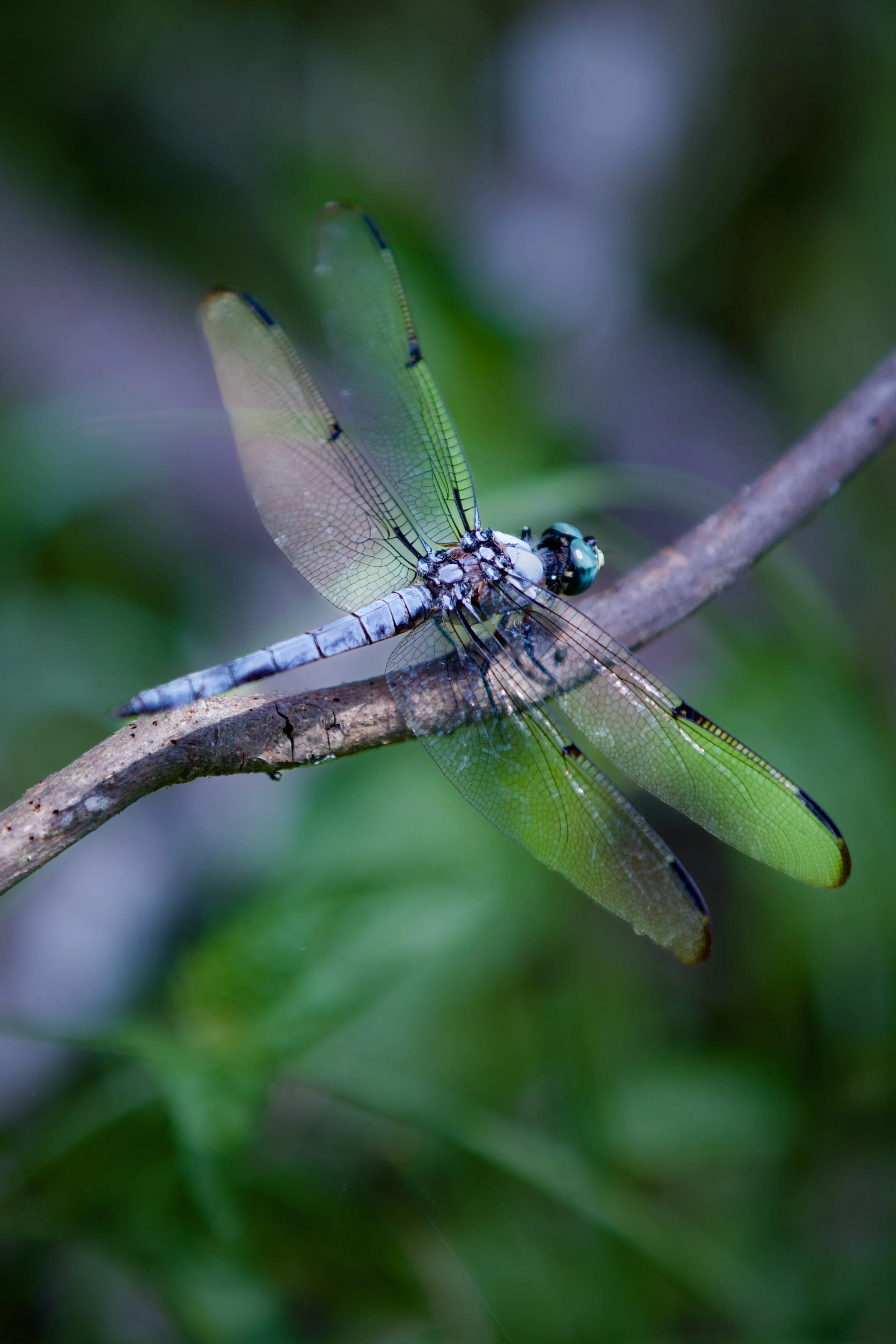 dragonfly
