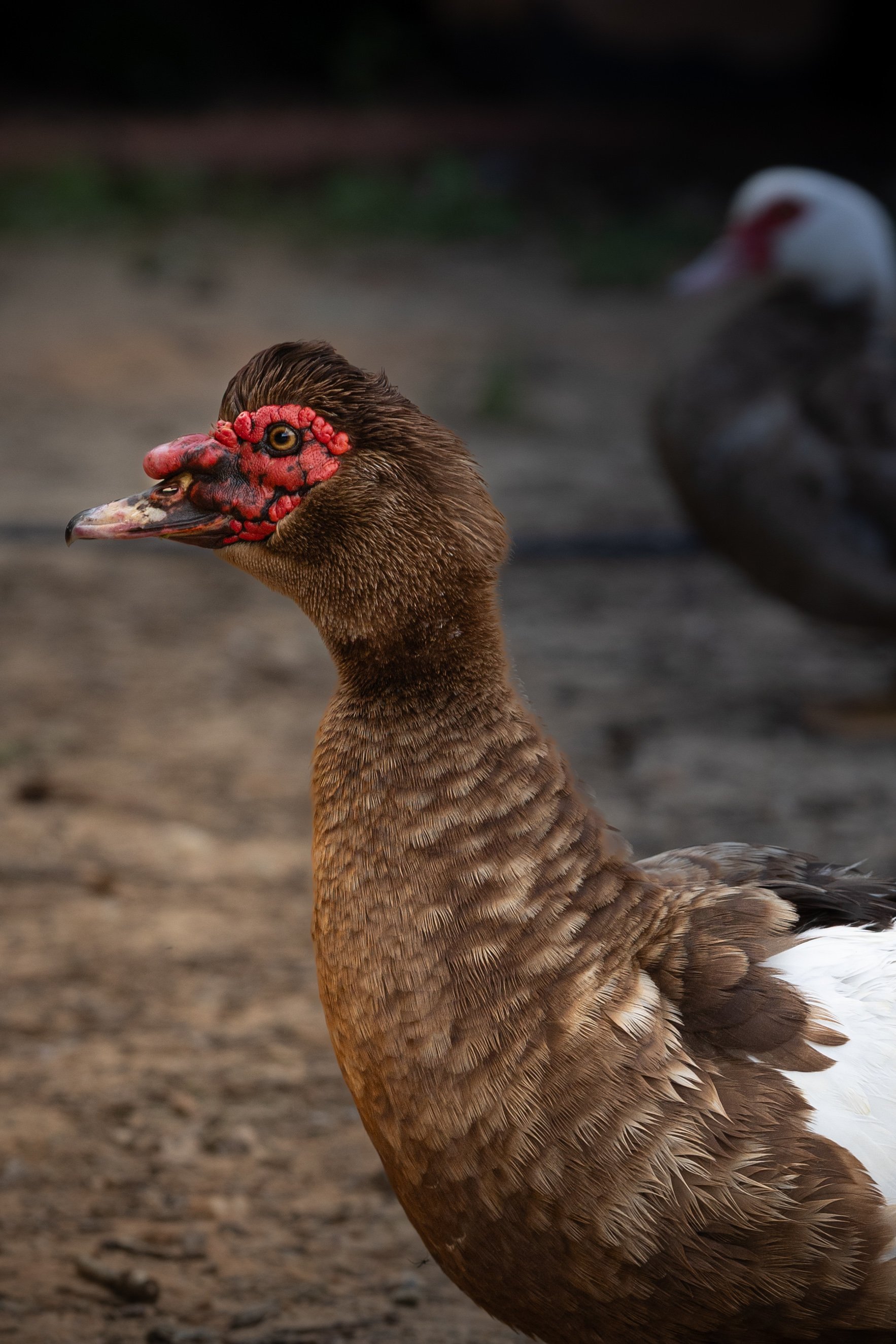 muscovy duck