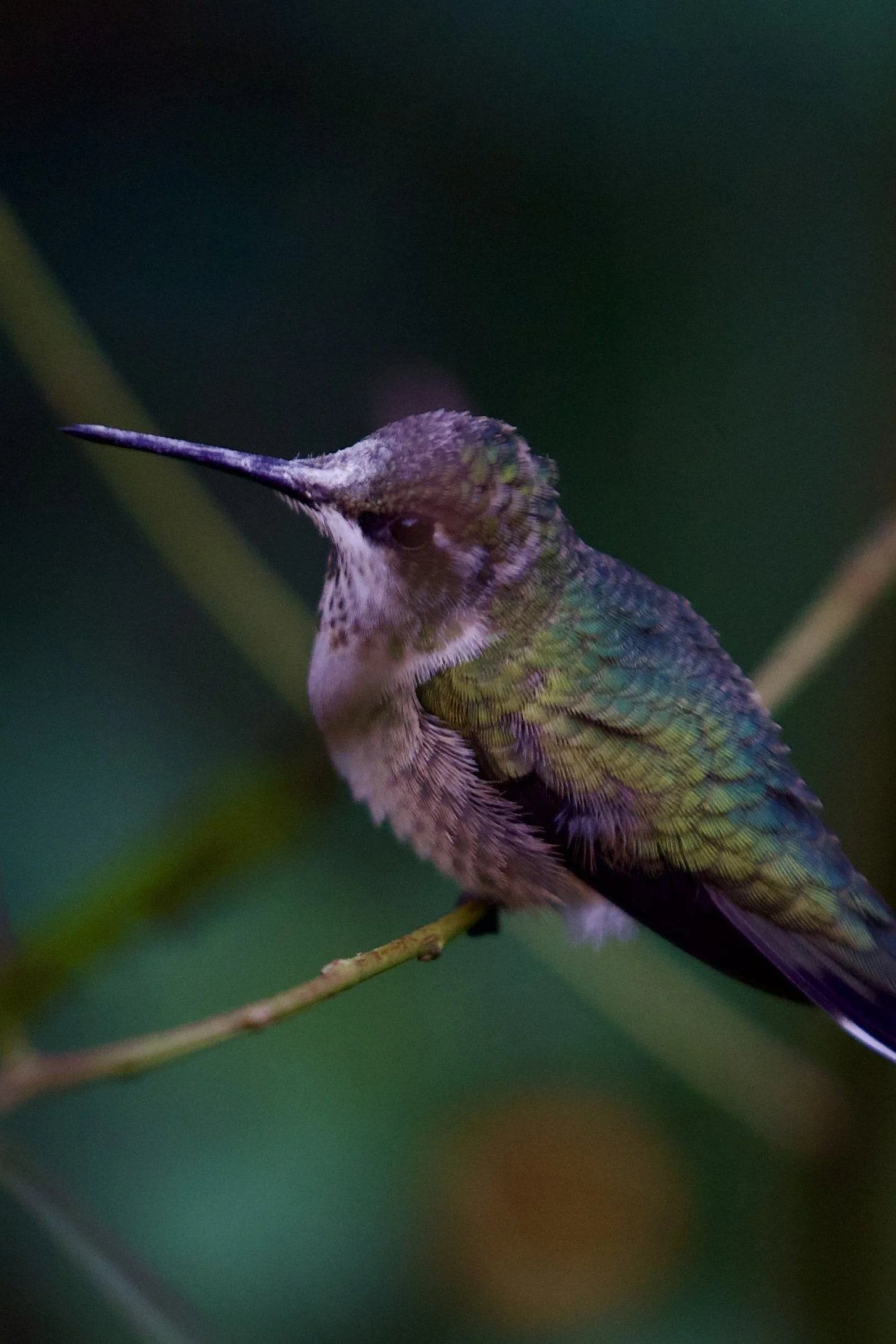 hummingbird