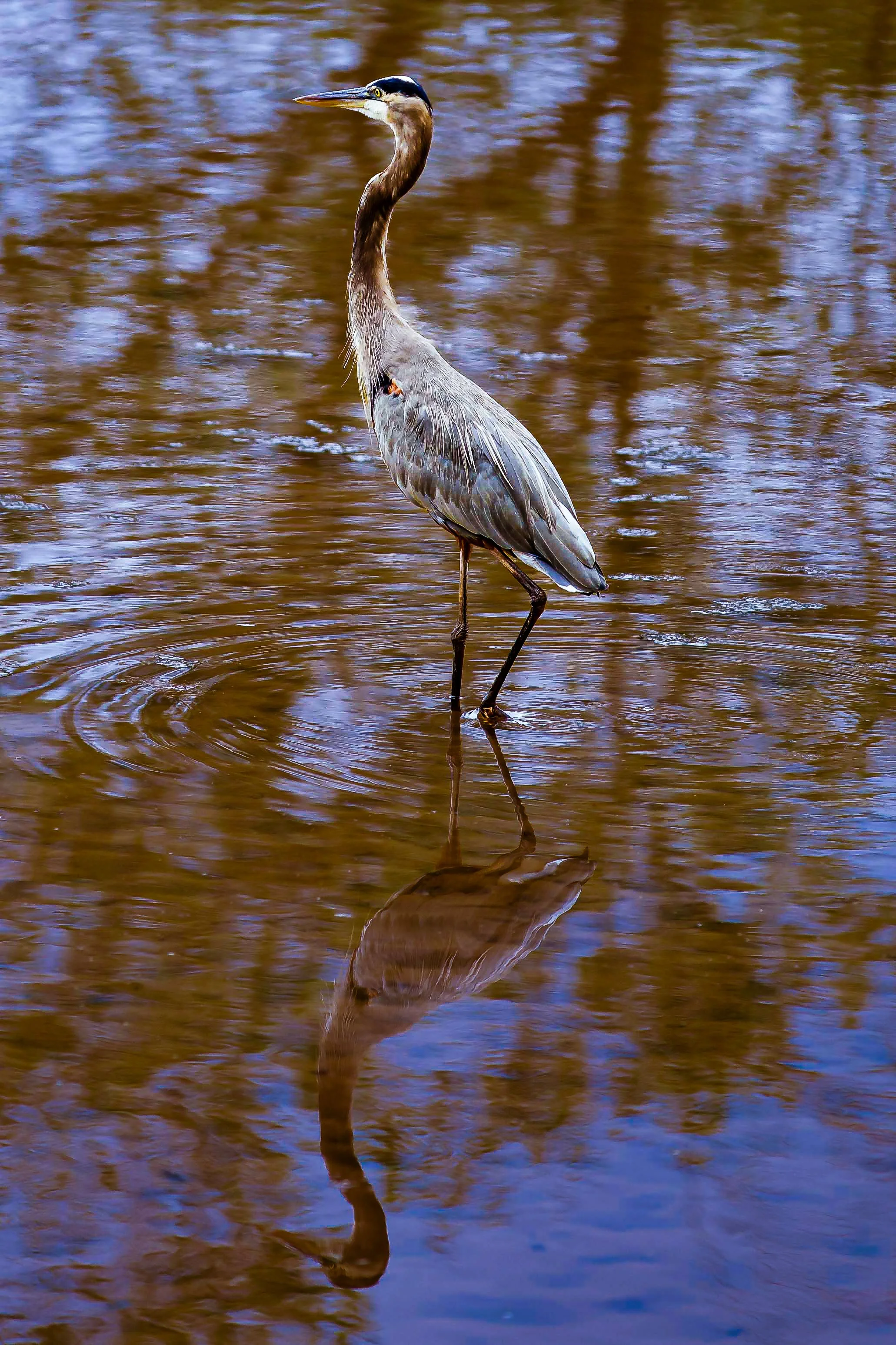 Heron Reflection Print