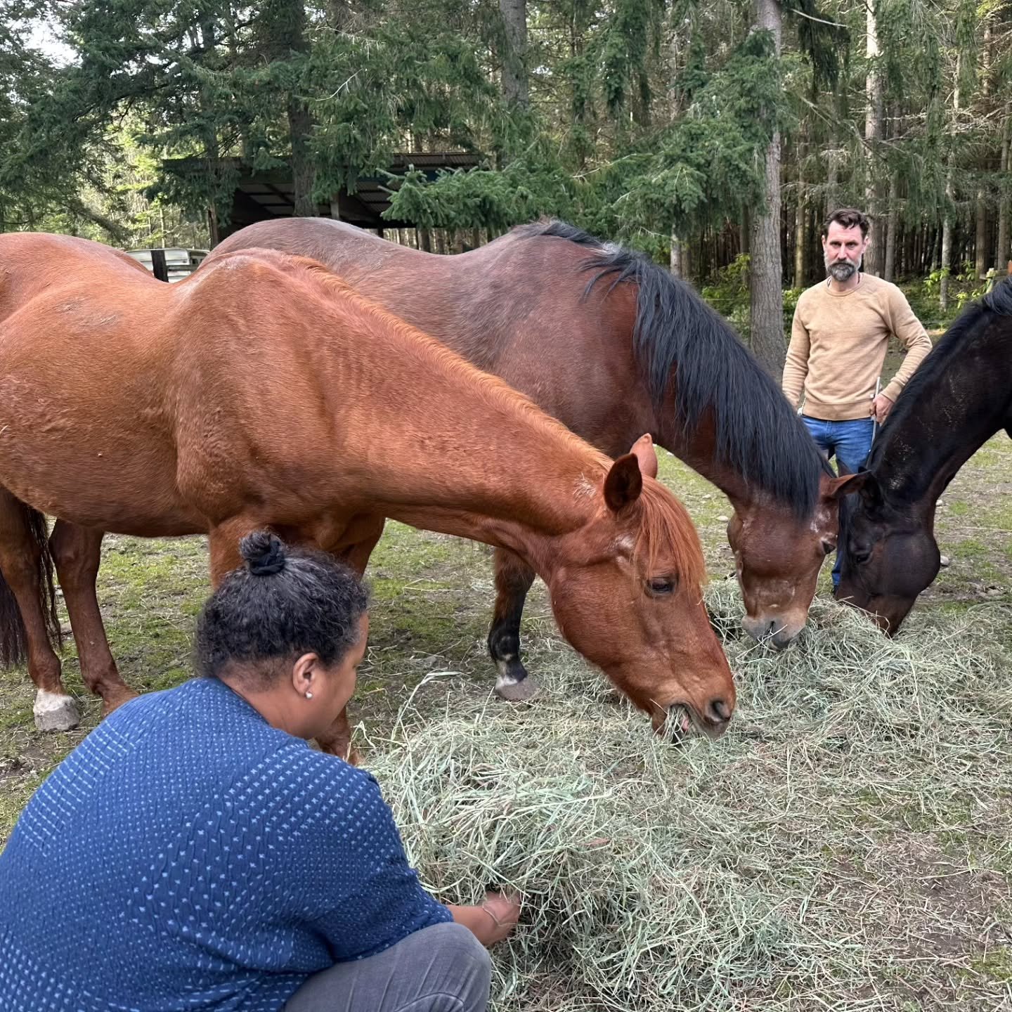Come share in this collaboration with the horses of Heron Hill Equine for a unique Group Biofield Tuning Equine Experience! May 21st @ 3pm