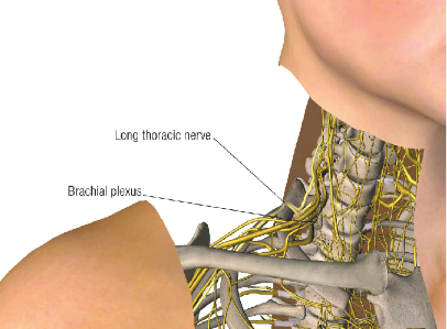 An Article on the Long Thoracic Nerve