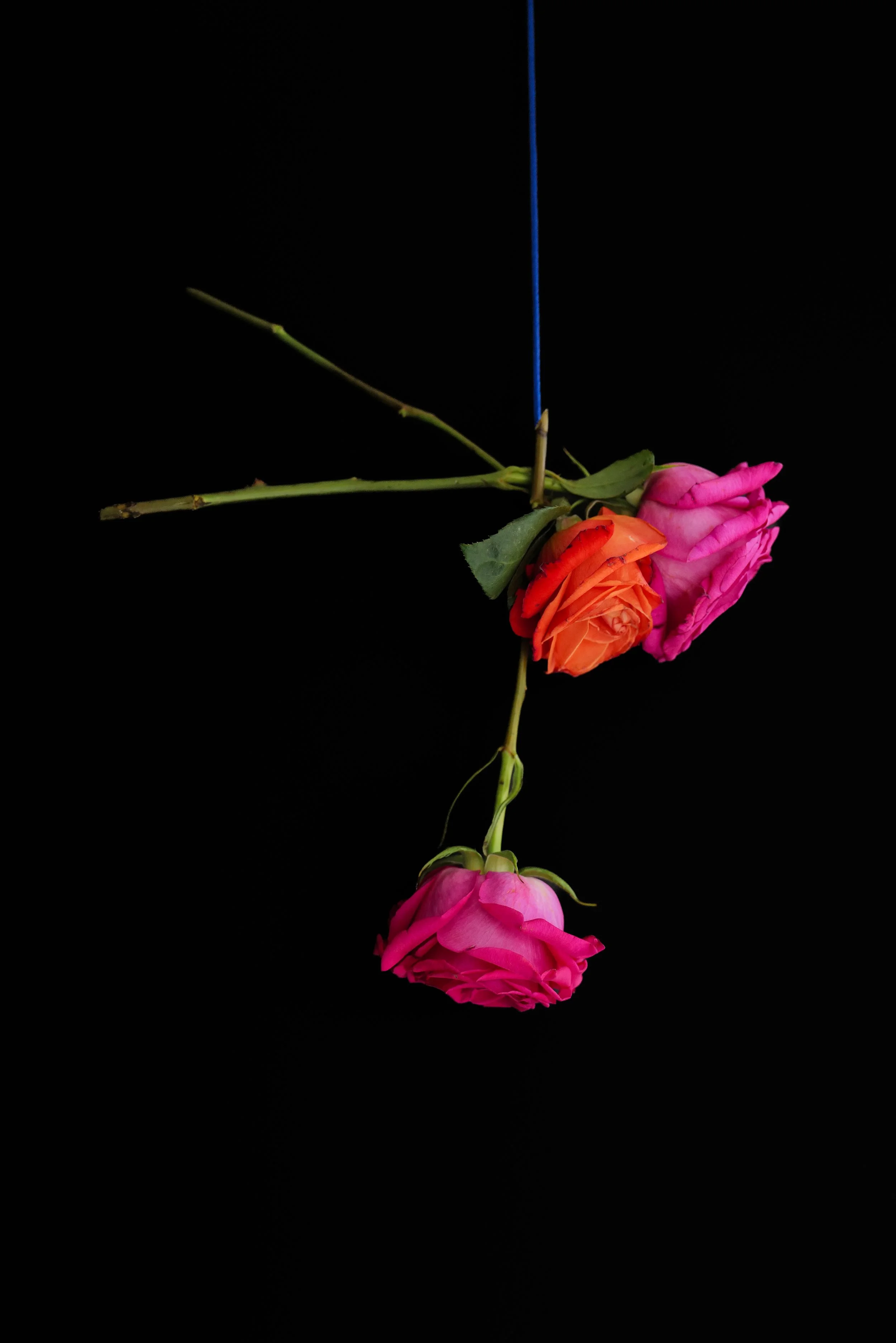 DO01000787 copy.jpg