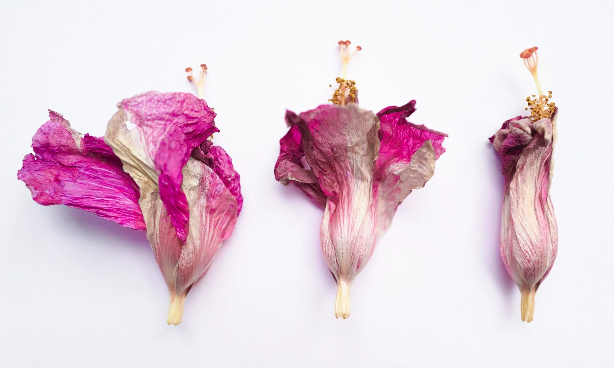 LVK_Dead_Flowers_Still_Lifes012 copy.jpg