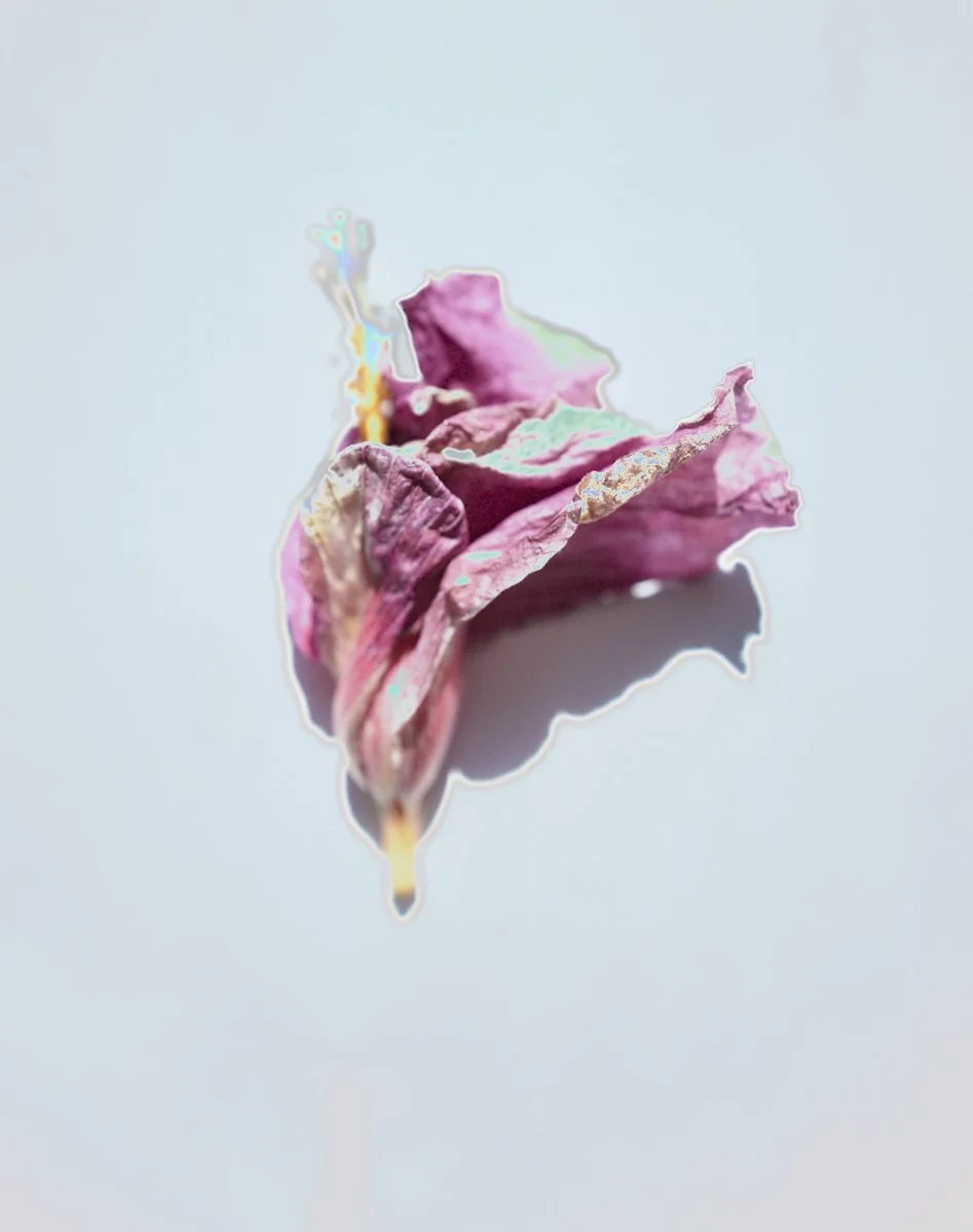 LVK_Dead_Flowers_Still_Lifes101 copy.jpg