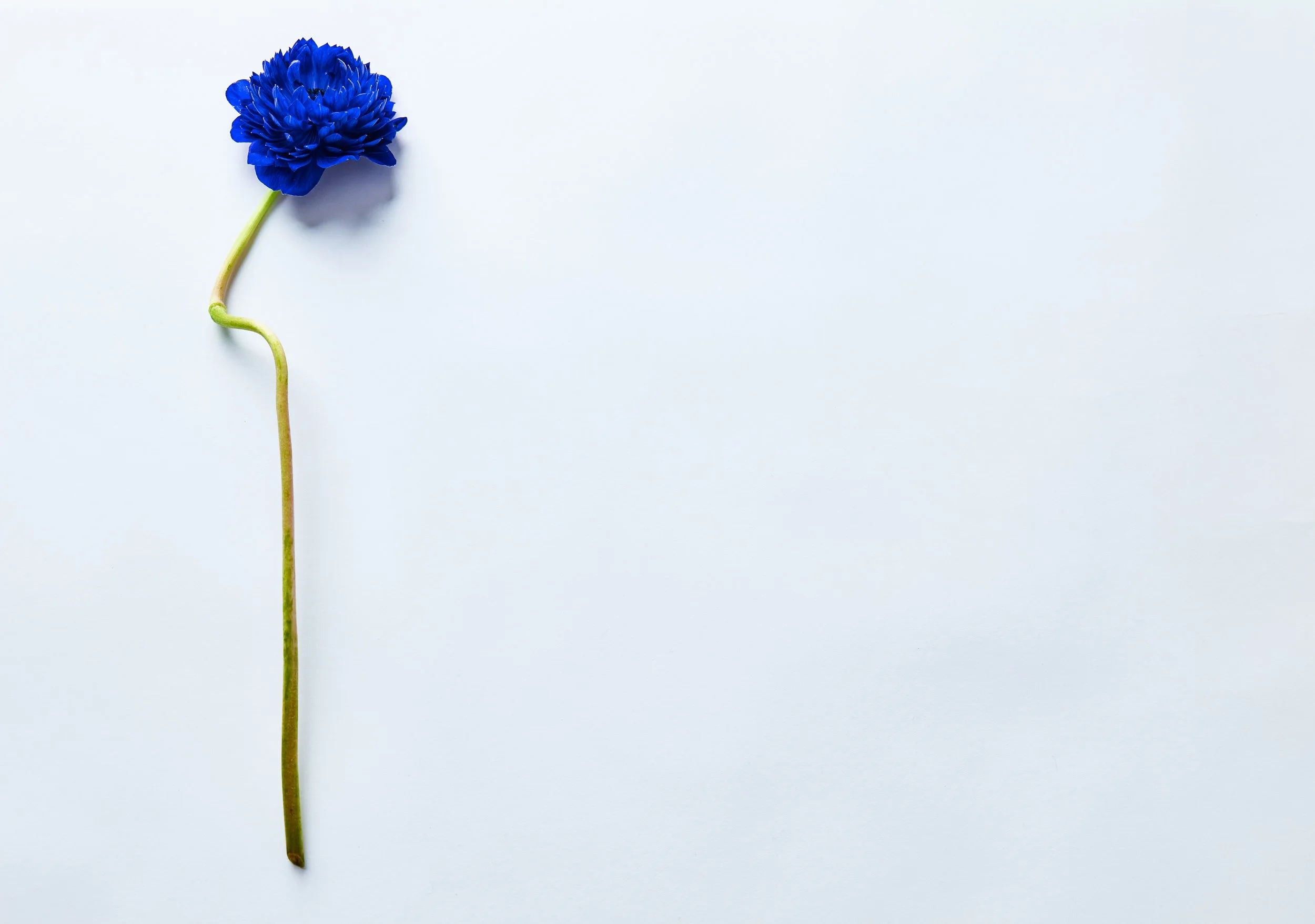 LVK_Flowers_Plates_12_12_2025_246.jpg