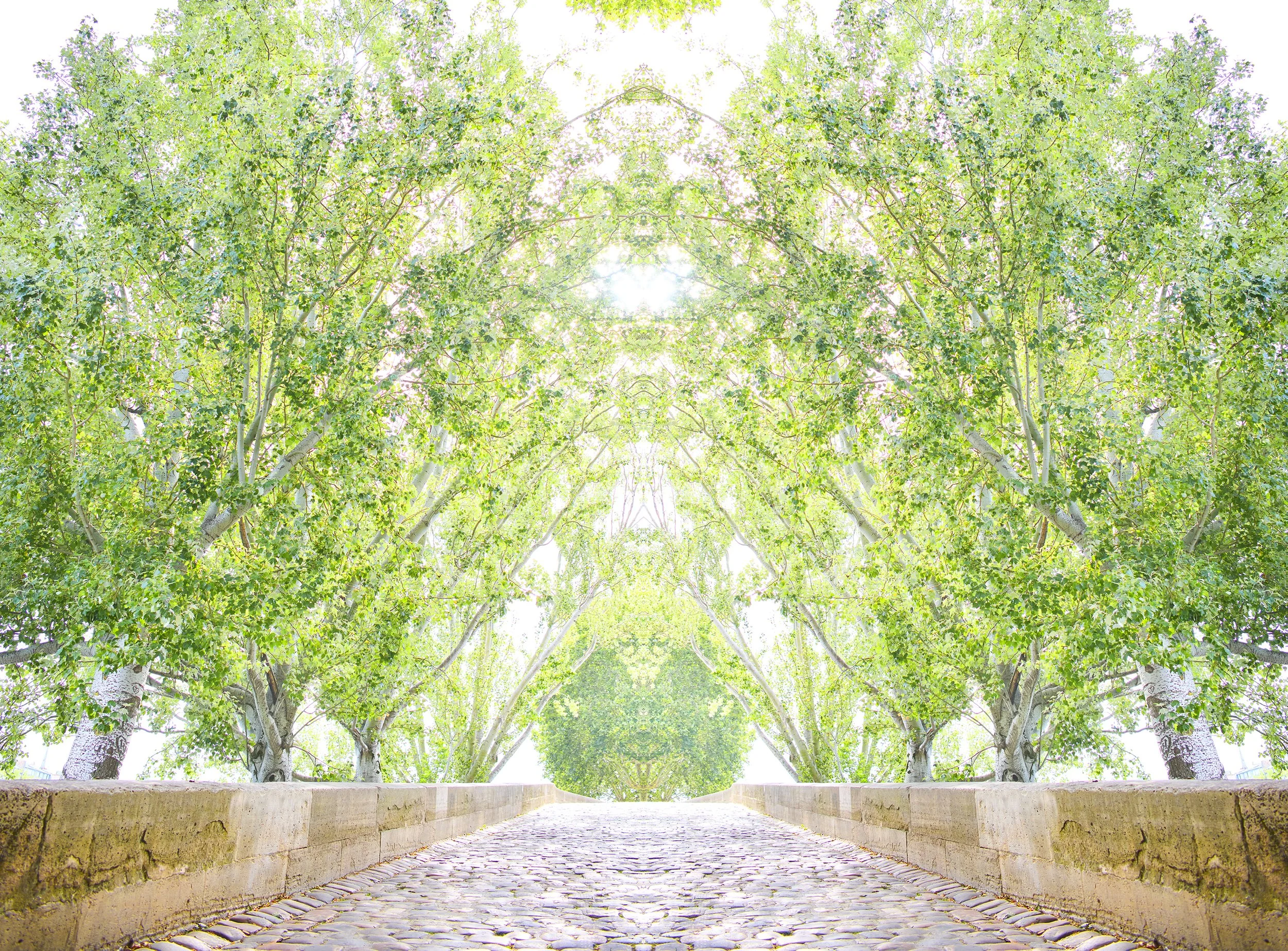 Trees Blanc MonaLisa's Crown LVK.jpg