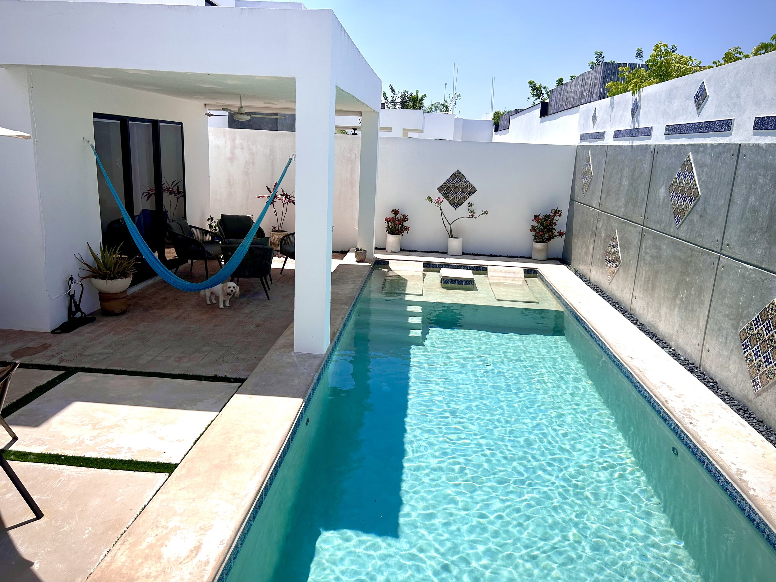 A backyard with a small swimming pool, a covered patio area with patio furniture and a hammock, potted plants, and a dog standing on the patio, with a white wall and decorative tiles on the wall in the background.