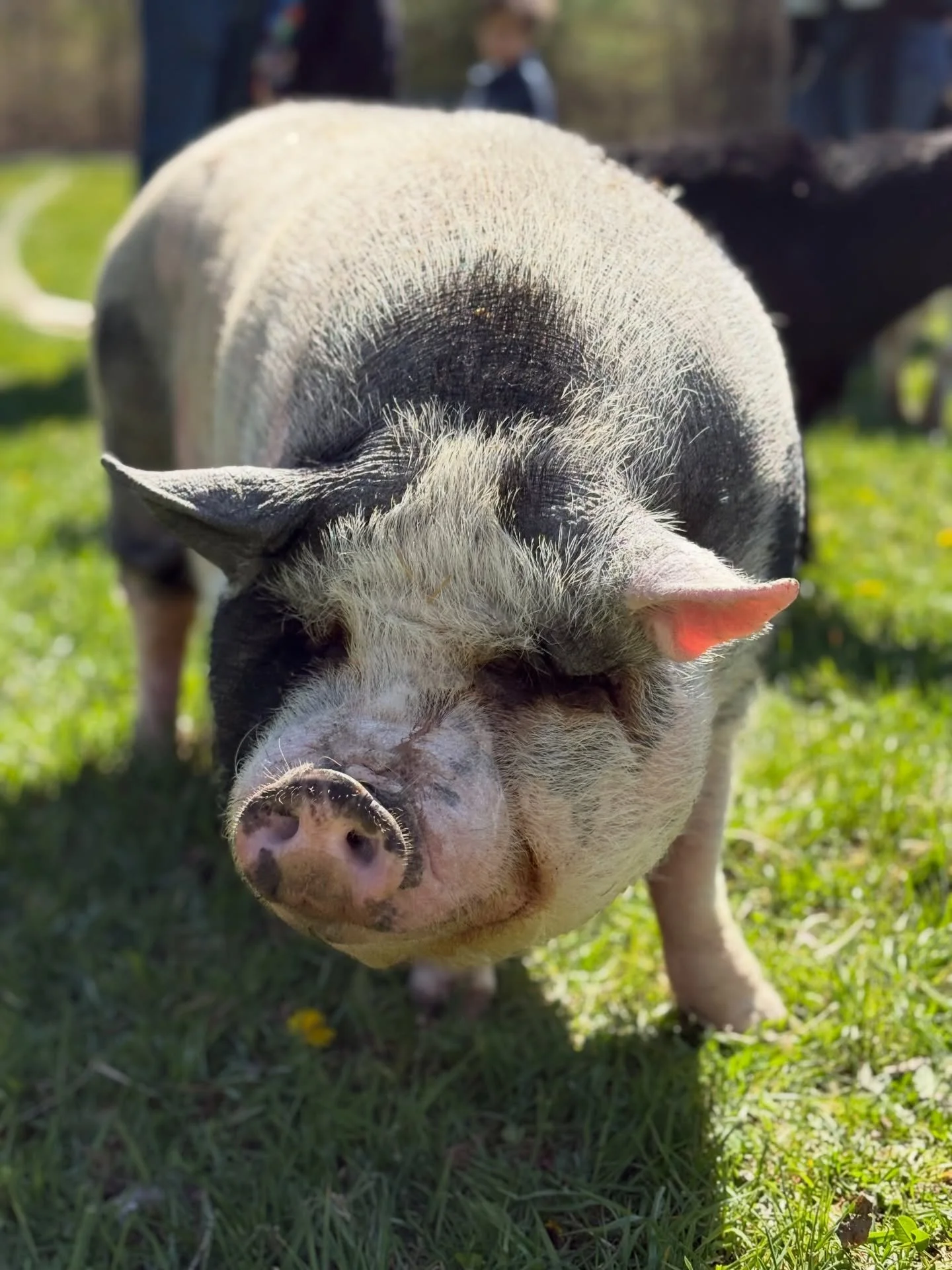 Our little explorers had the BEST day at @junefarms , meeting all kinds of furry and feathered friends! 

From giggles with goats to saying hello to horses, it was a hands-on adventure full of learning and laughter. Farm days are the best days at Ant