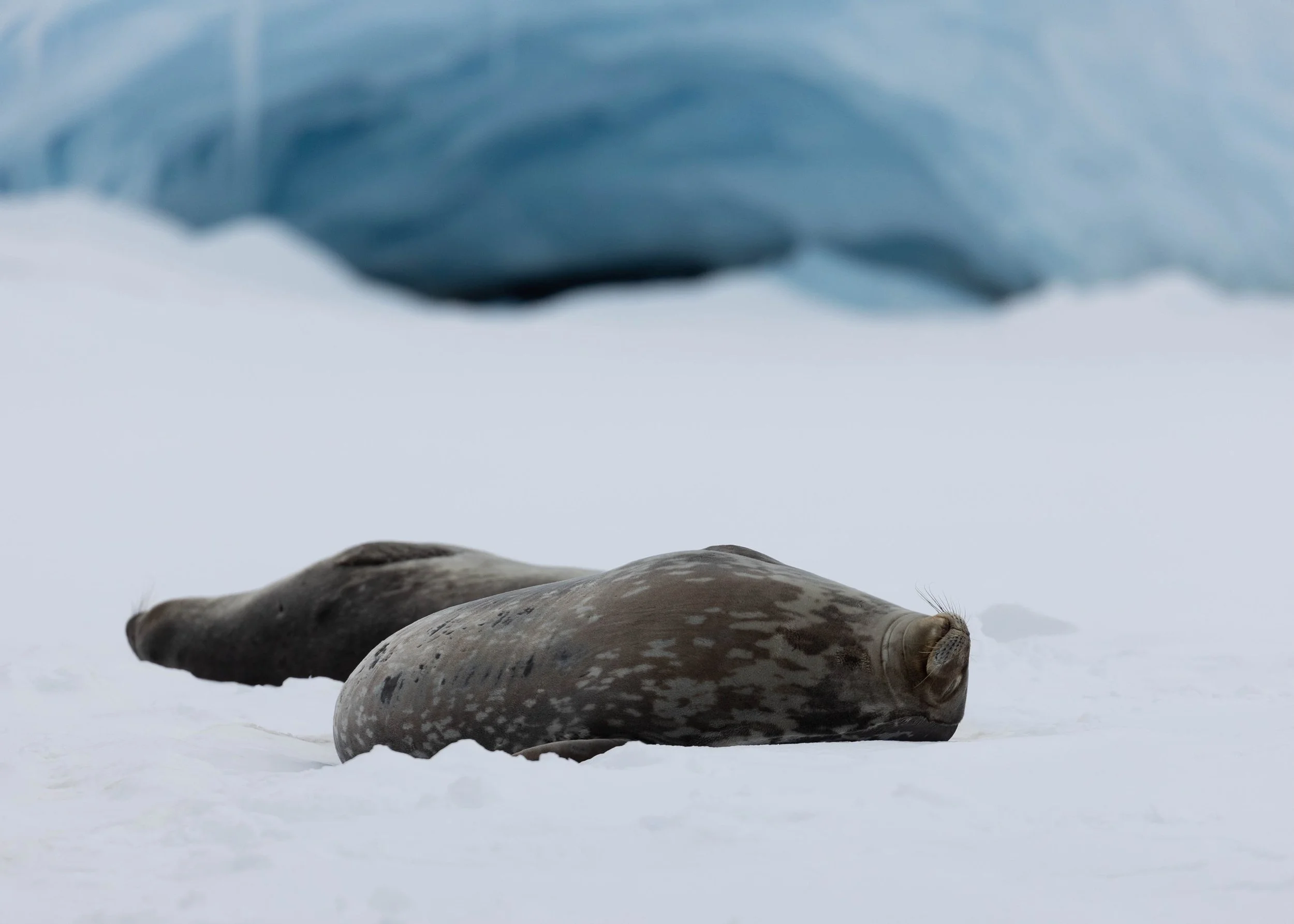 2022-11-10 2022-11-10 Antarctica-5400.jpeg