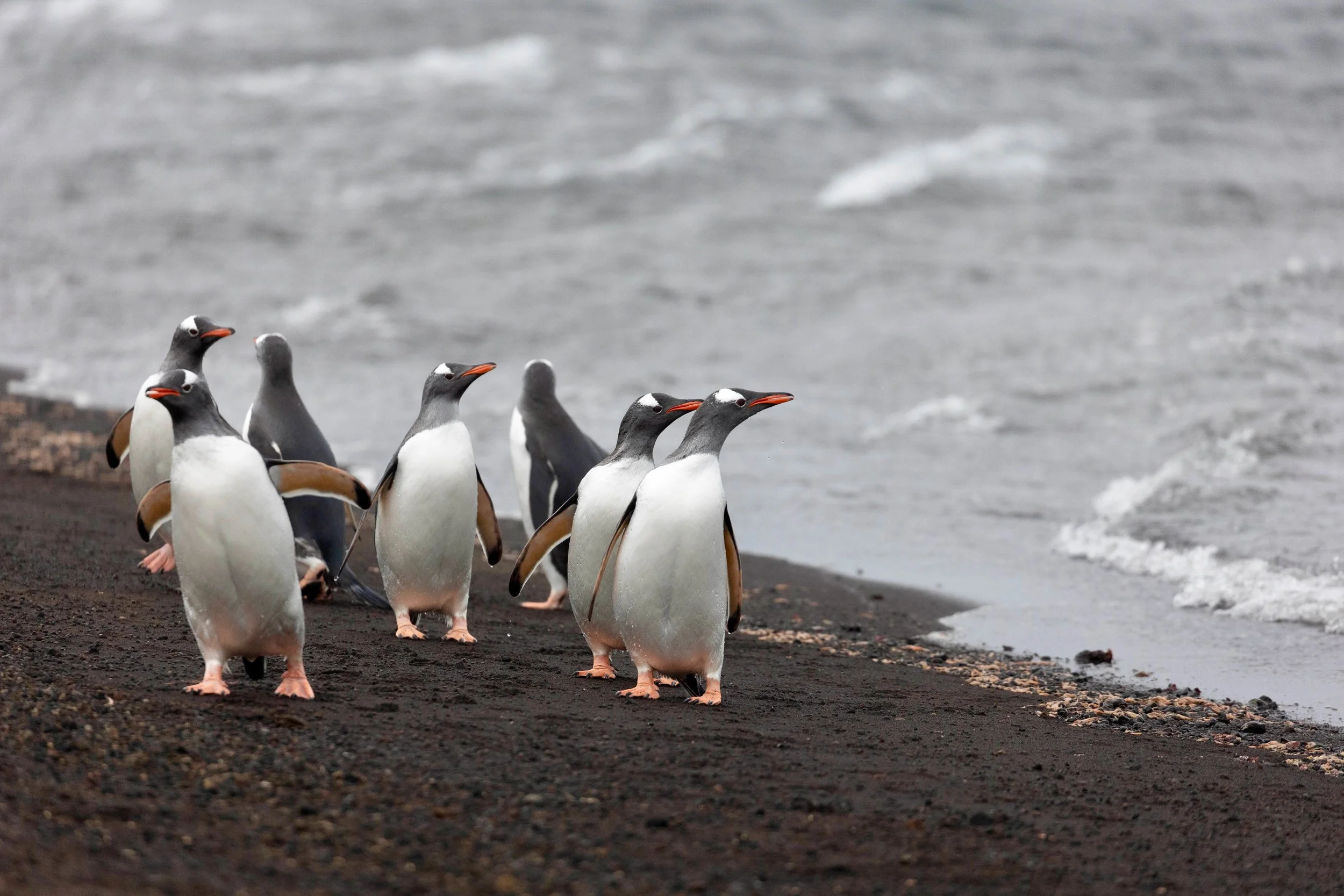 Antarctica. Gentoo Penguins. 