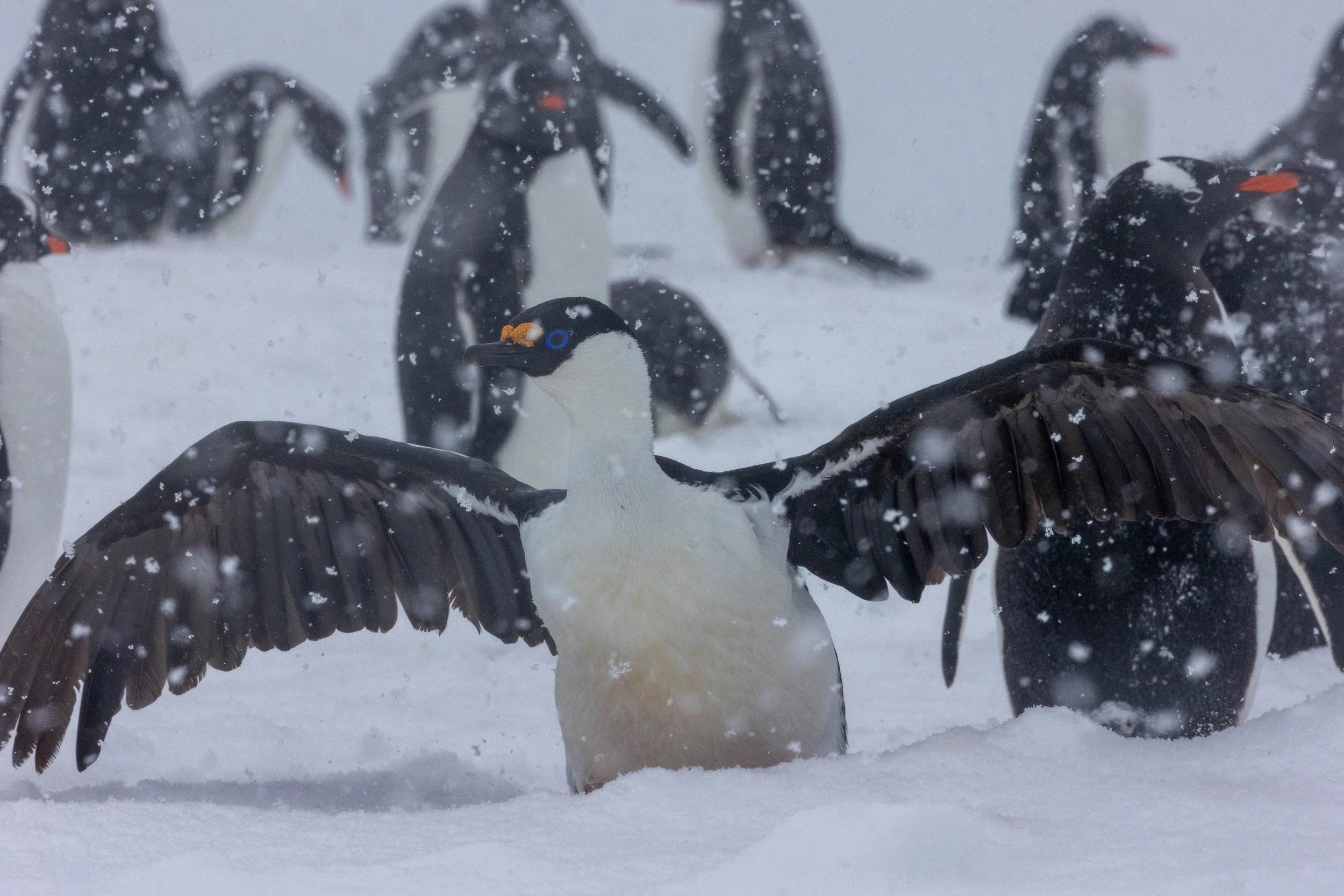 2022-11-08 2022-11-08 Antarctica-3712.jpeg