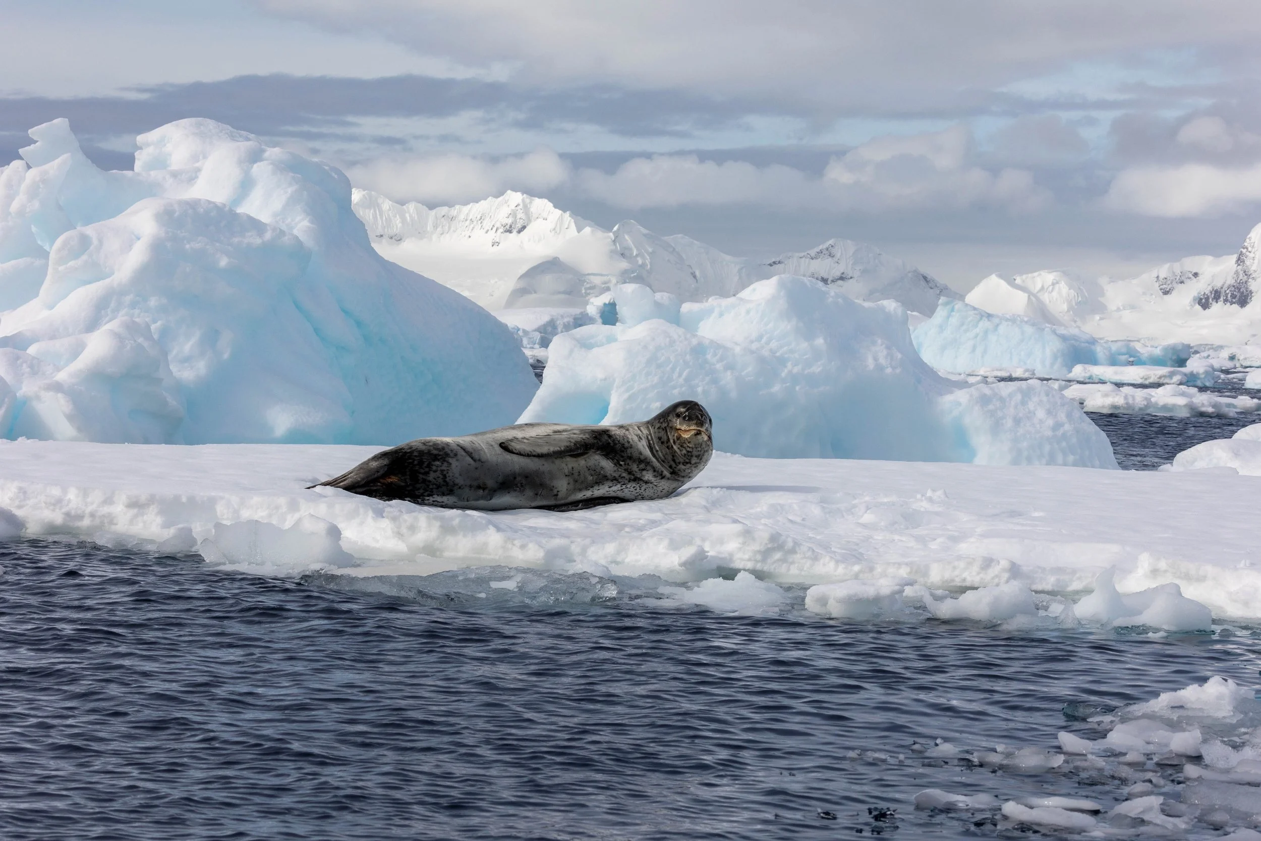 2022-11-07 2022-11-07 Antarctica-2964.jpeg