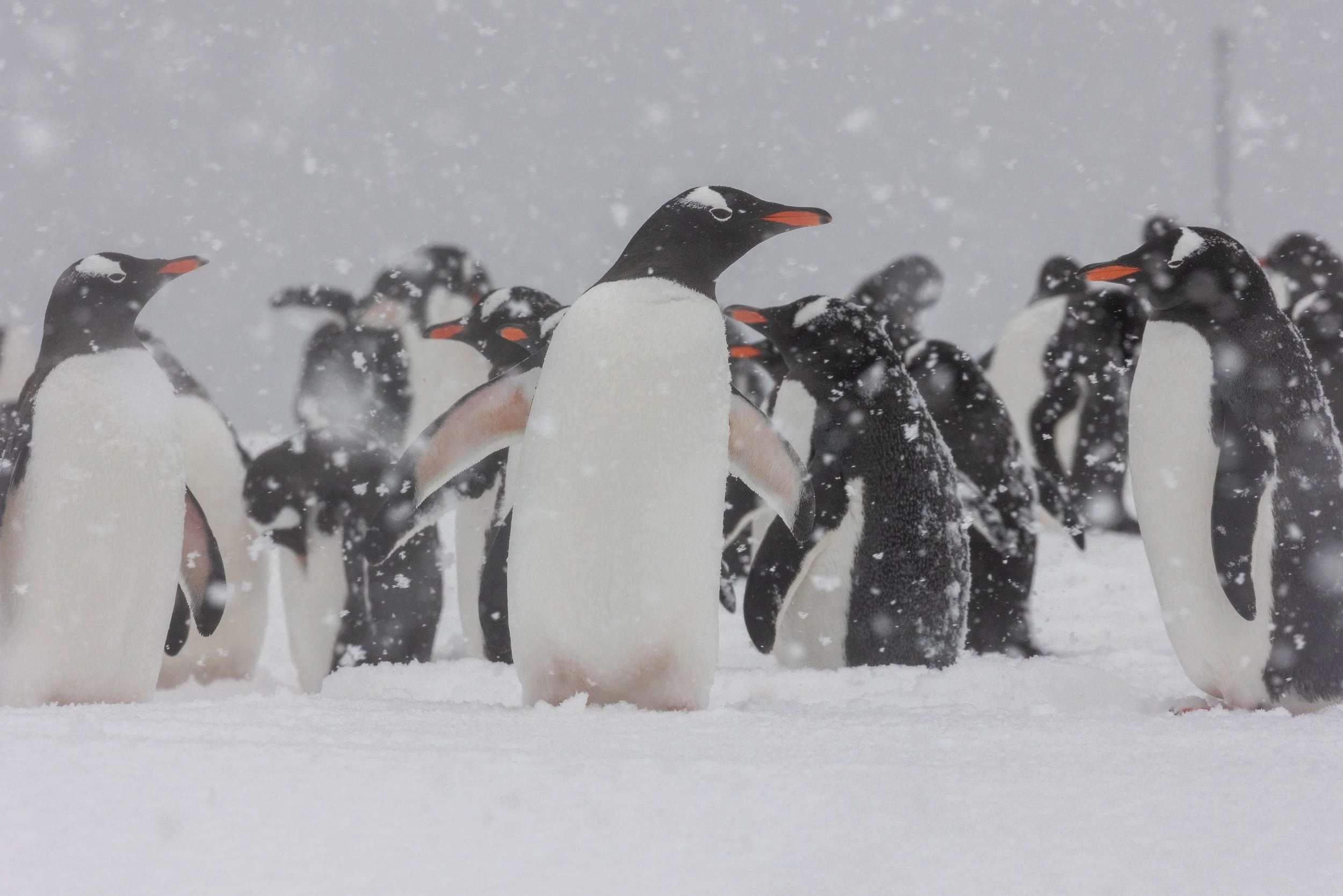 2022-11-08 2022-11-08 Antarctica-3736.jpeg