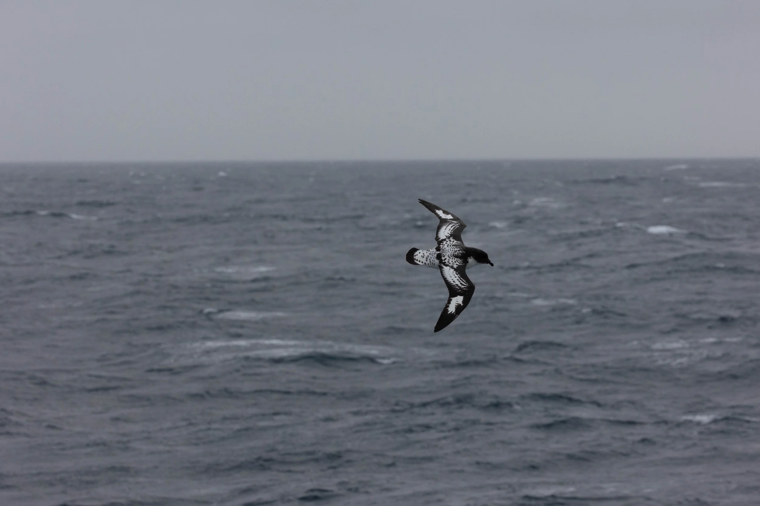 2022-11-11 2022-11-11 Antarctica-5523.jpeg