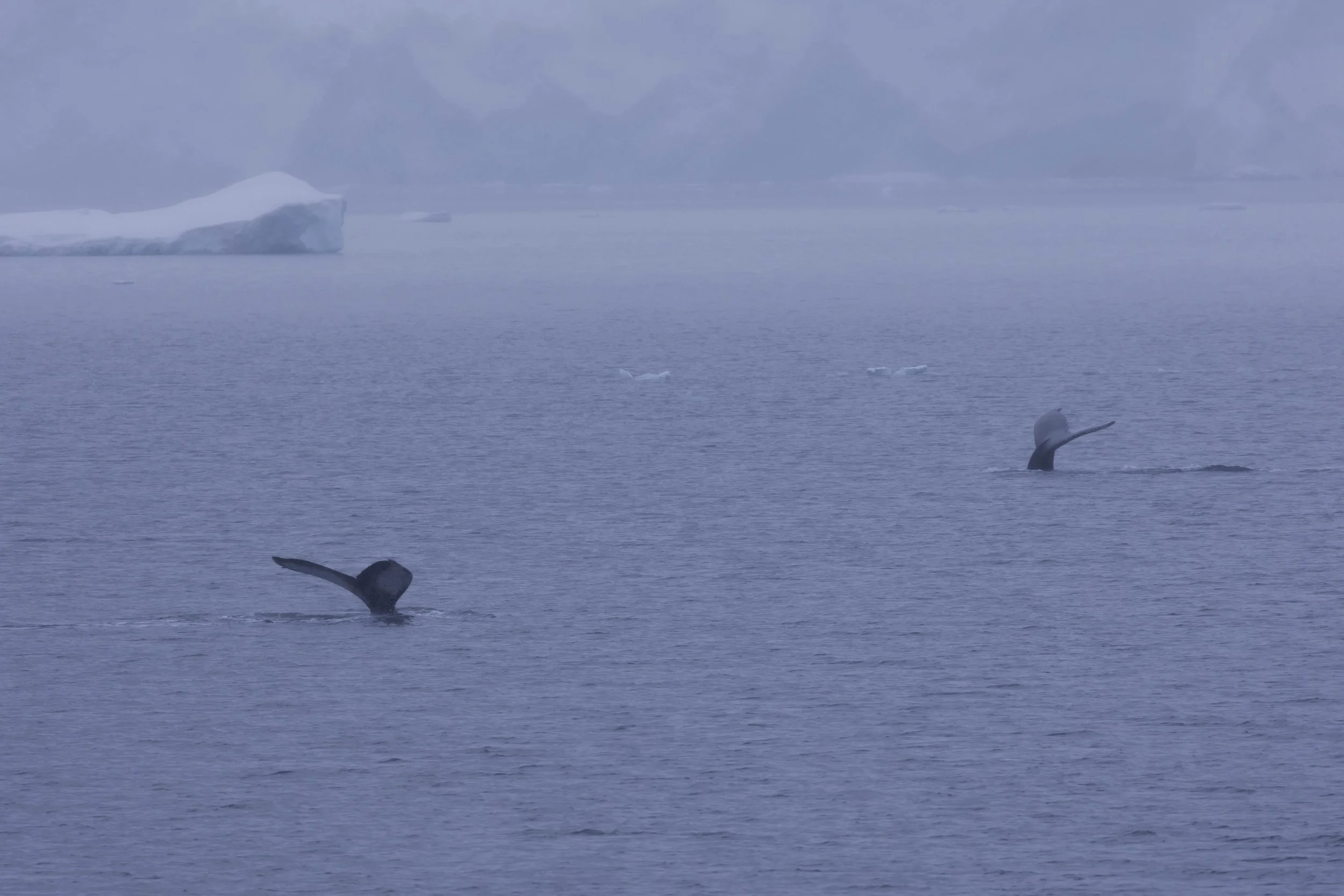 2022-11-08 2022-11-08 Antarctica-4288.jpeg