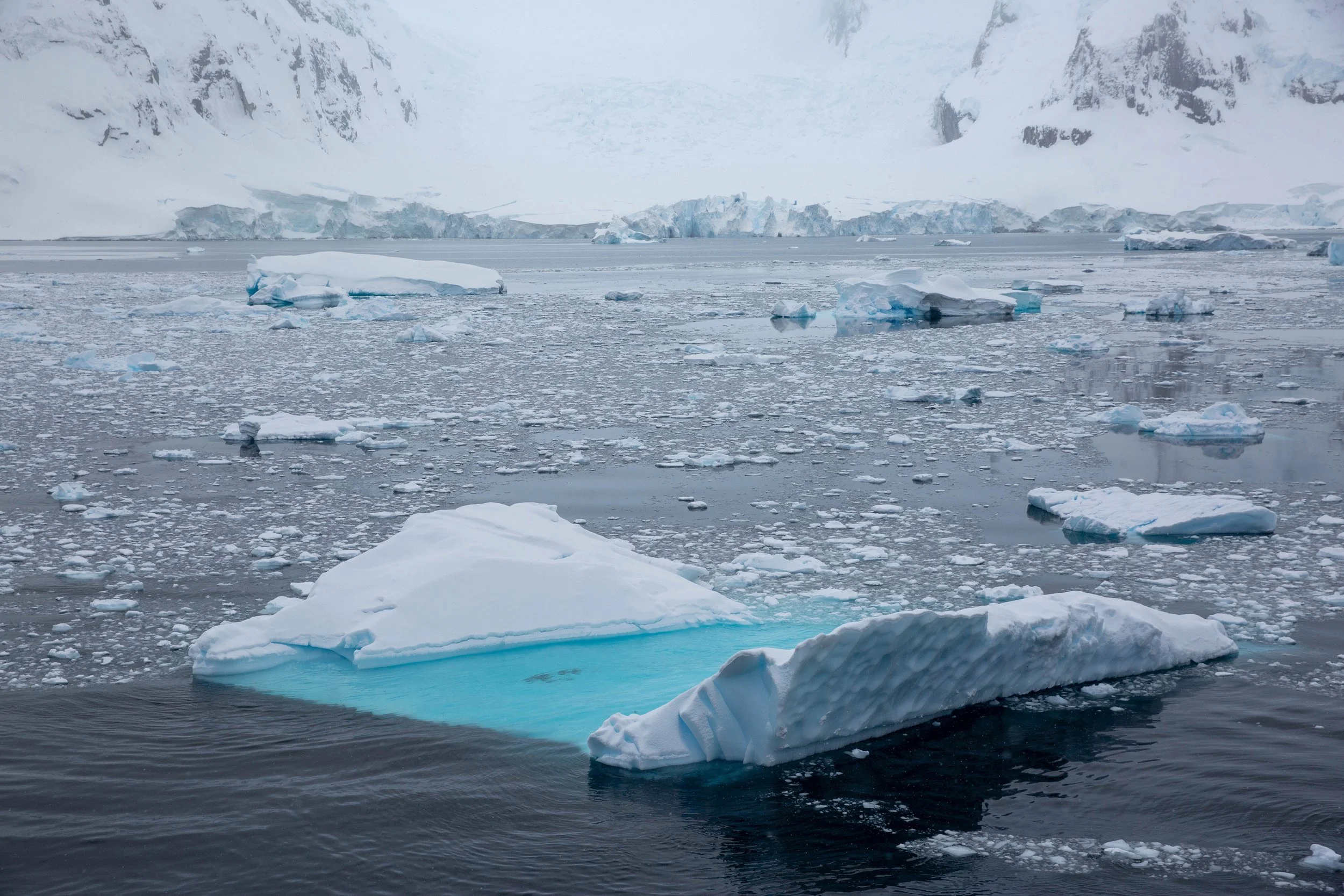 2022-11-09 2022-11-09 Antarctica-4522.jpeg