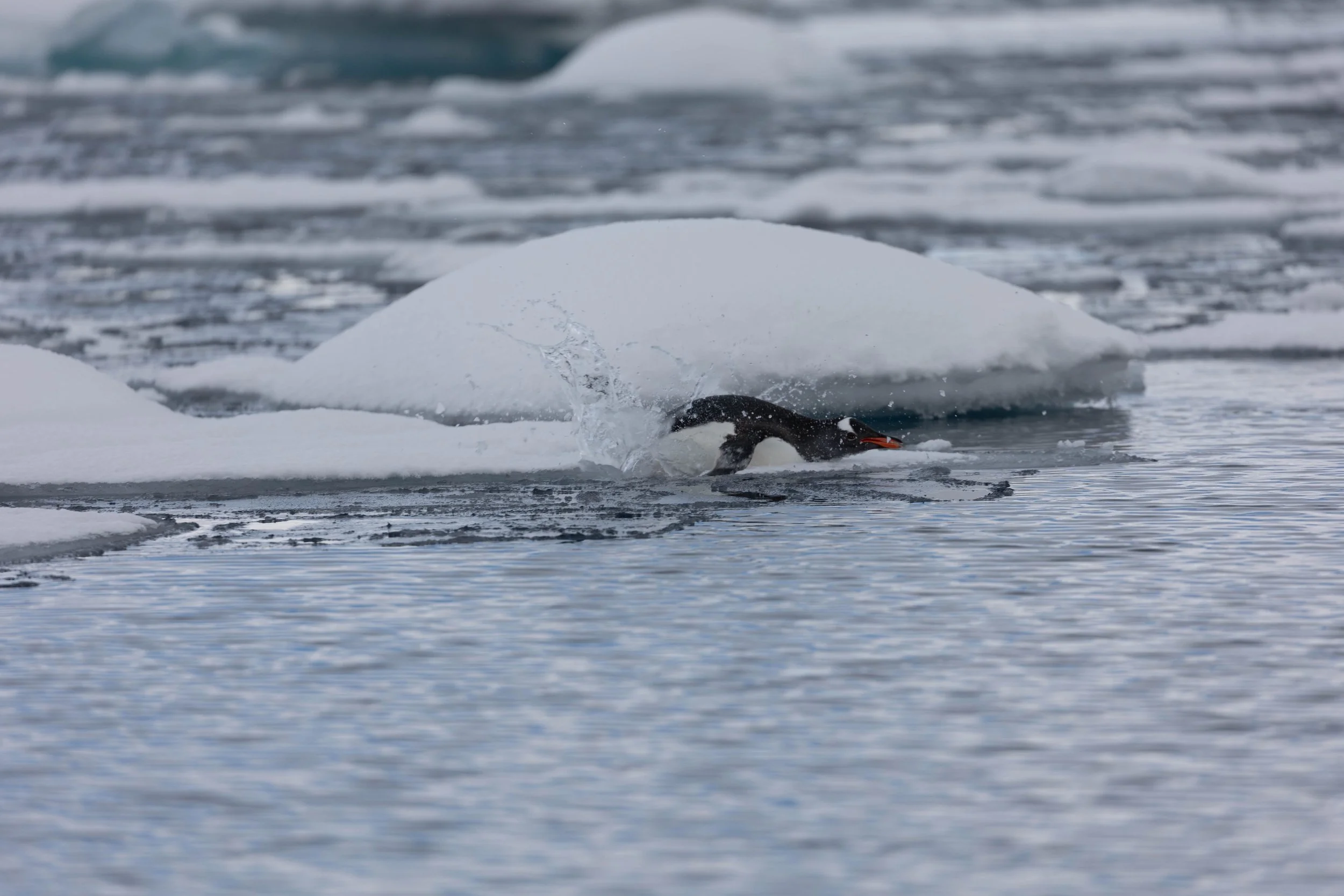 2022-11-10 2022-11-10 Antarctica-5100.jpeg