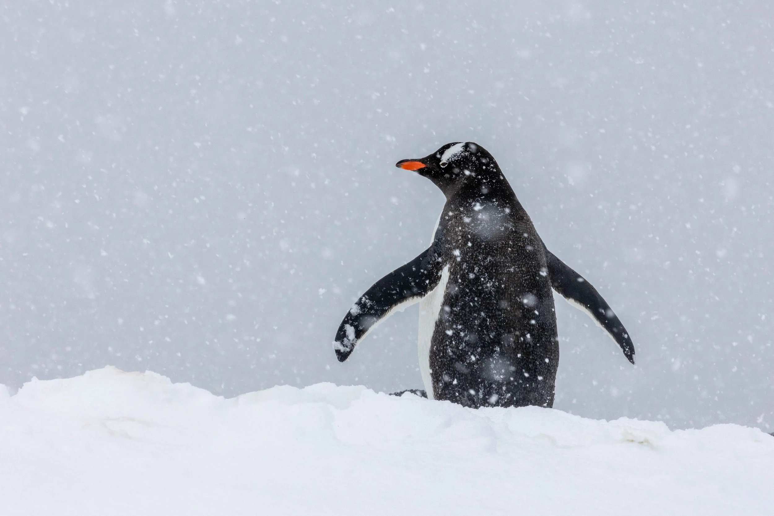 Antarctica. Gentoo Penguins. 