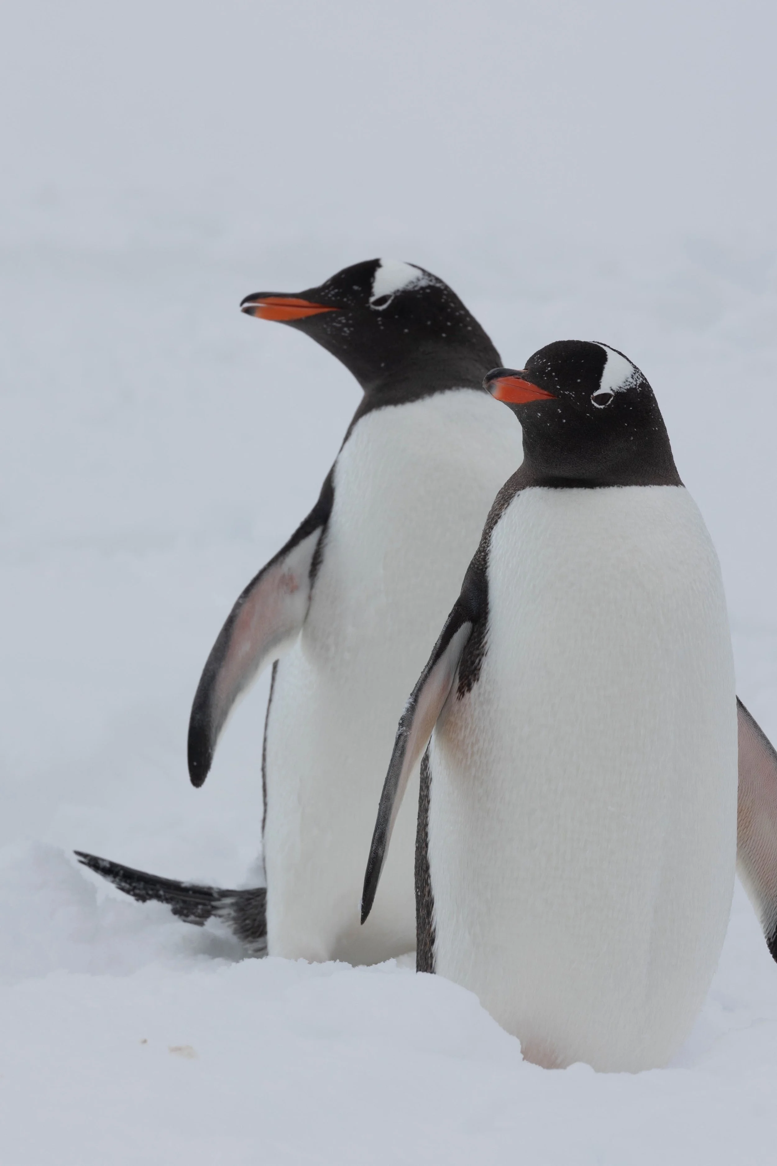 2022-11-09 2022-11-09 Antarctica-4681.jpeg