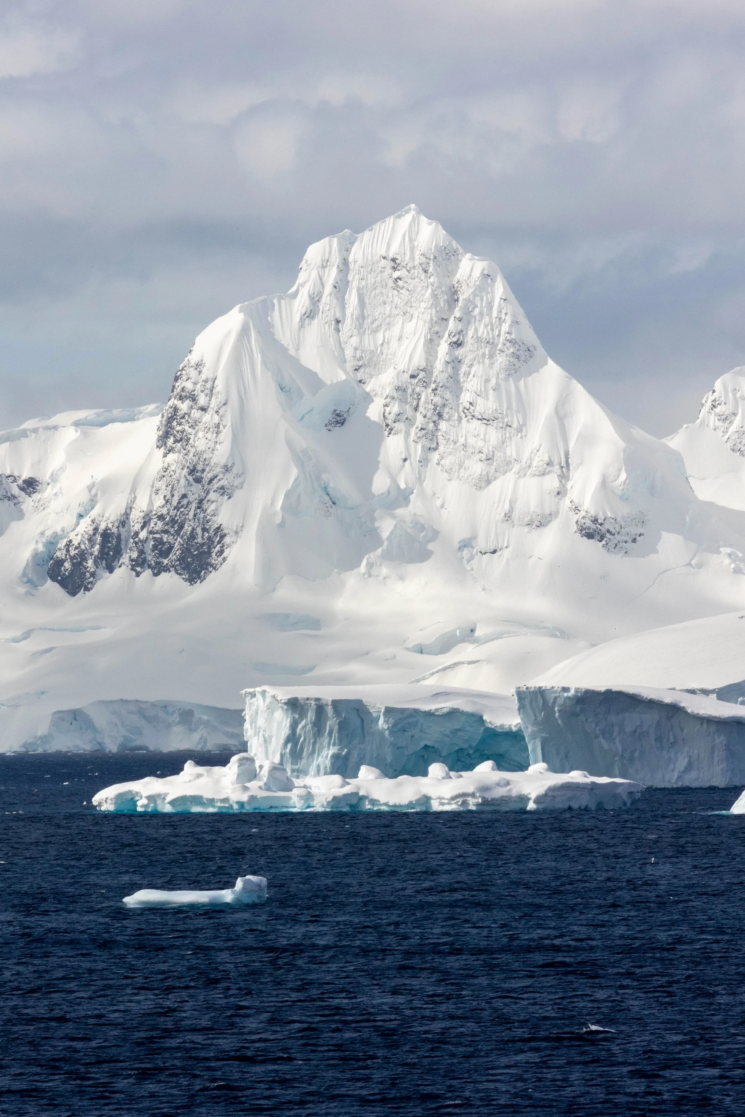 Antarctica. Gentoo Penguins. 