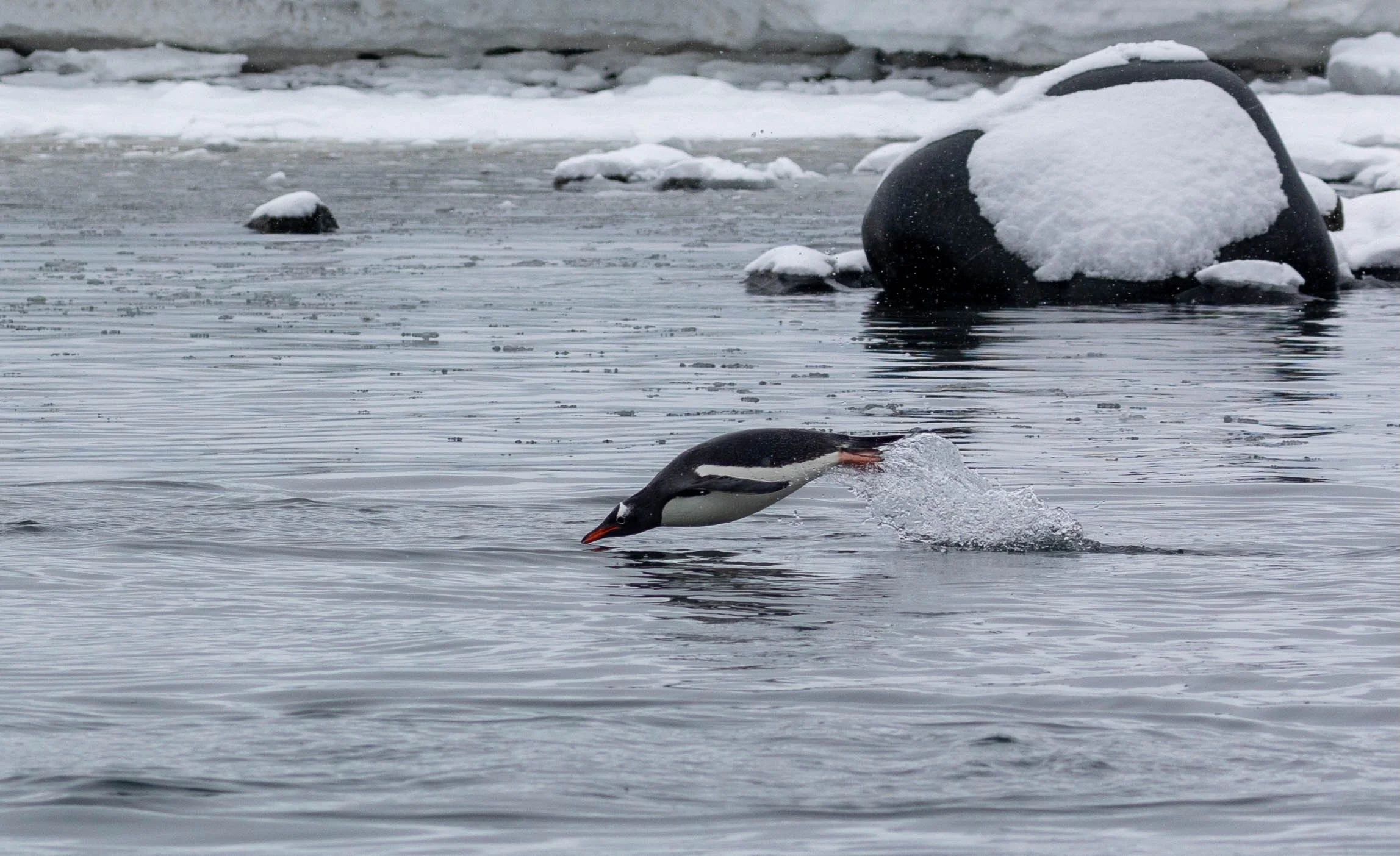 2022-11-08 2022-11-08 Antarctica-3957.jpeg