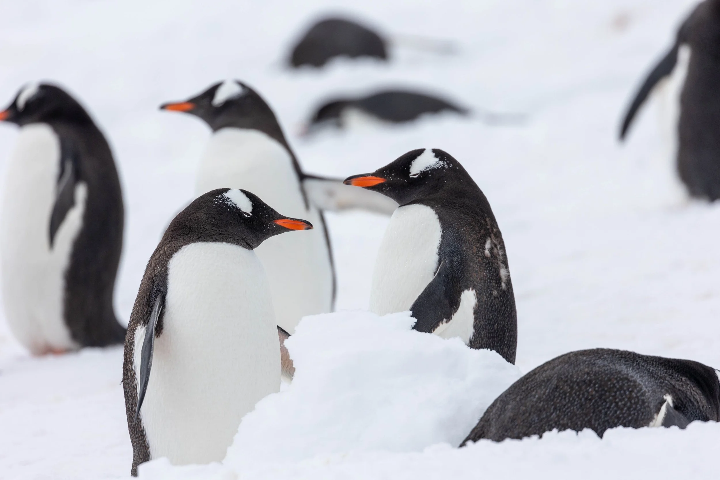 2022-11-09 2022-11-09 Antarctica-4514.jpeg