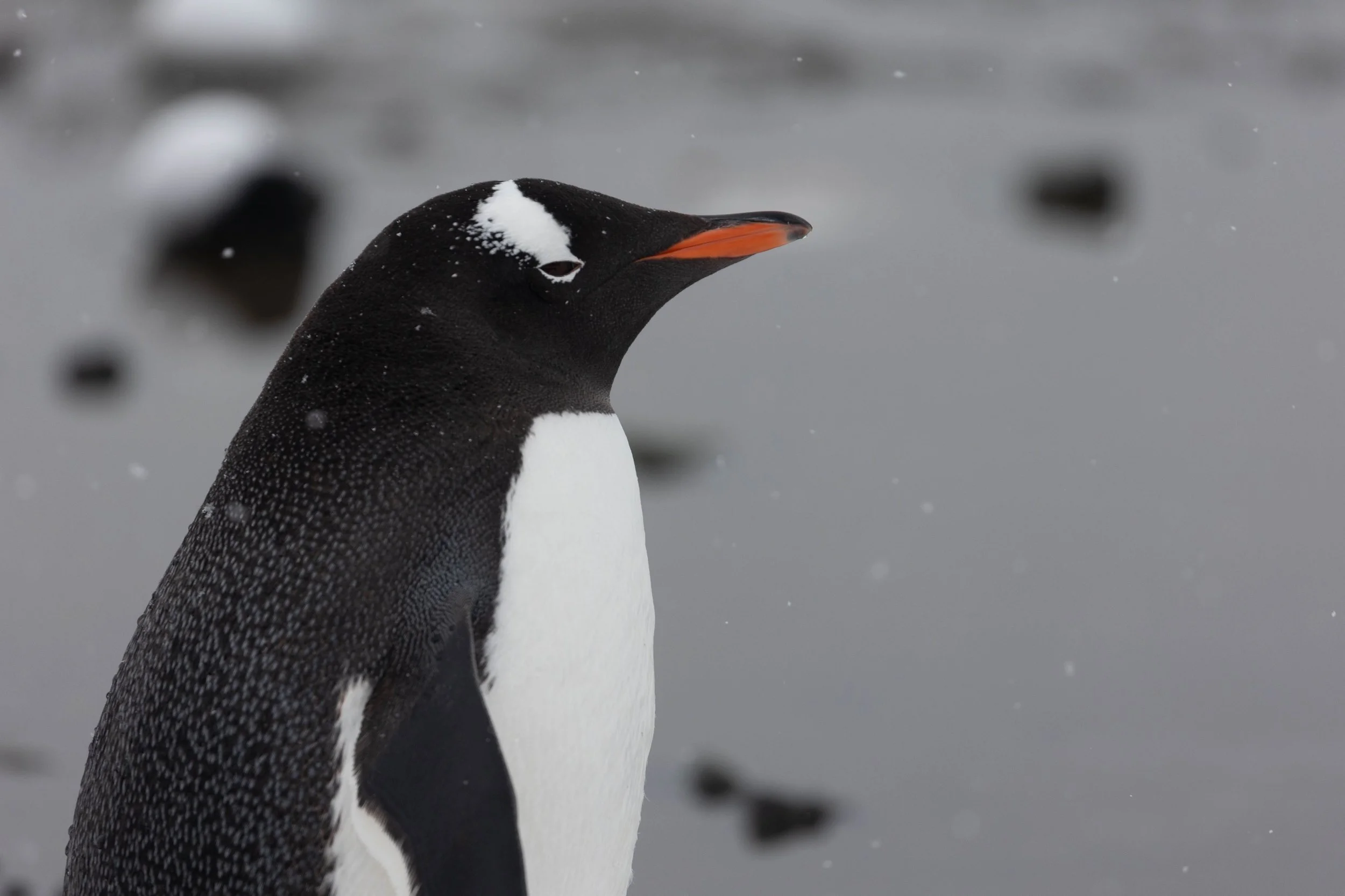 2022-11-08 2022-11-08 Antarctica-4042.jpeg