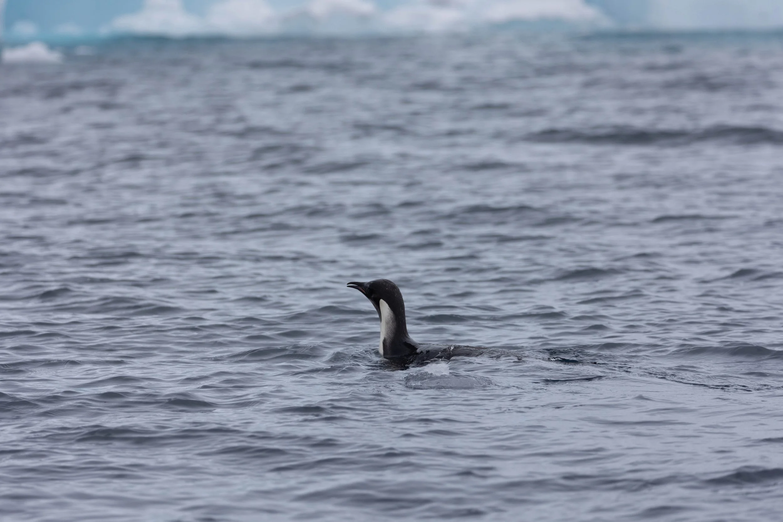 2022-11-09 2022-11-09 Antarctica-4813.jpeg