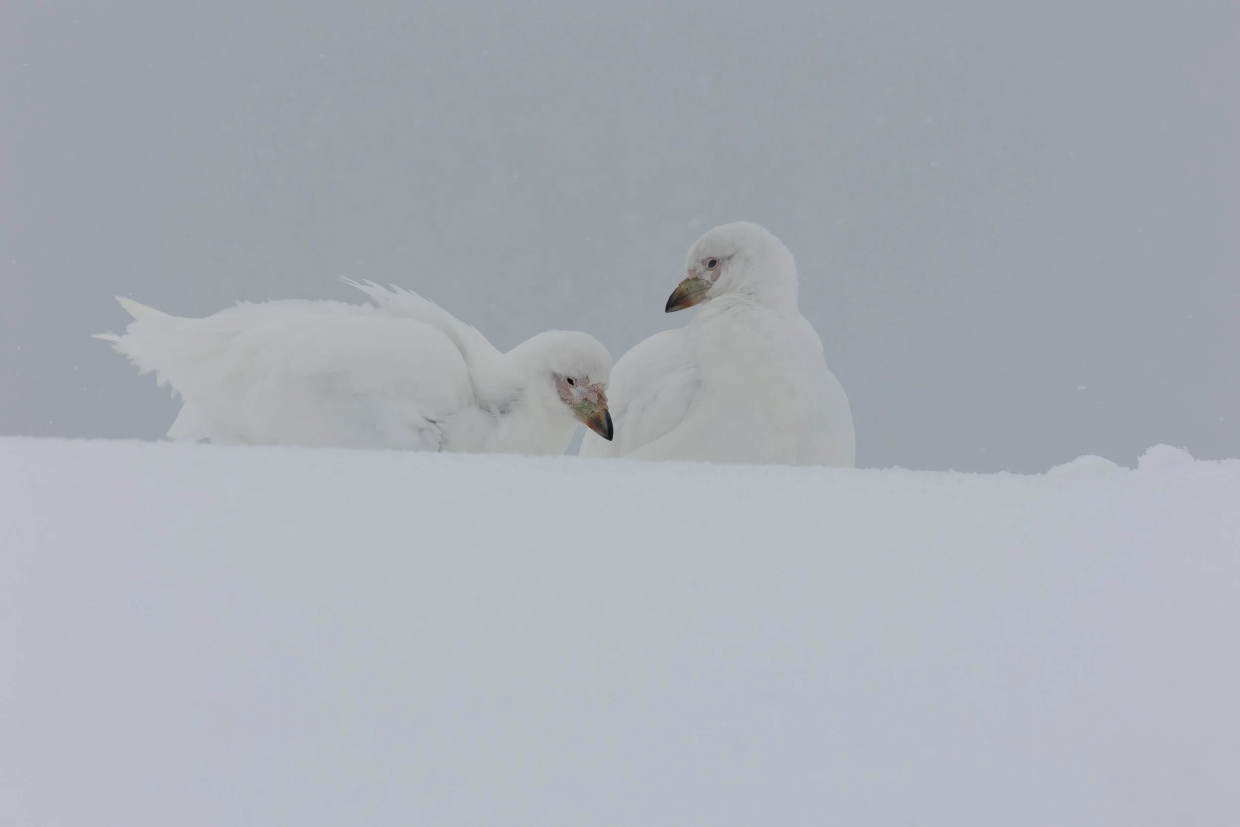 2022-11-08 2022-11-08 Antarctica-4081.jpeg