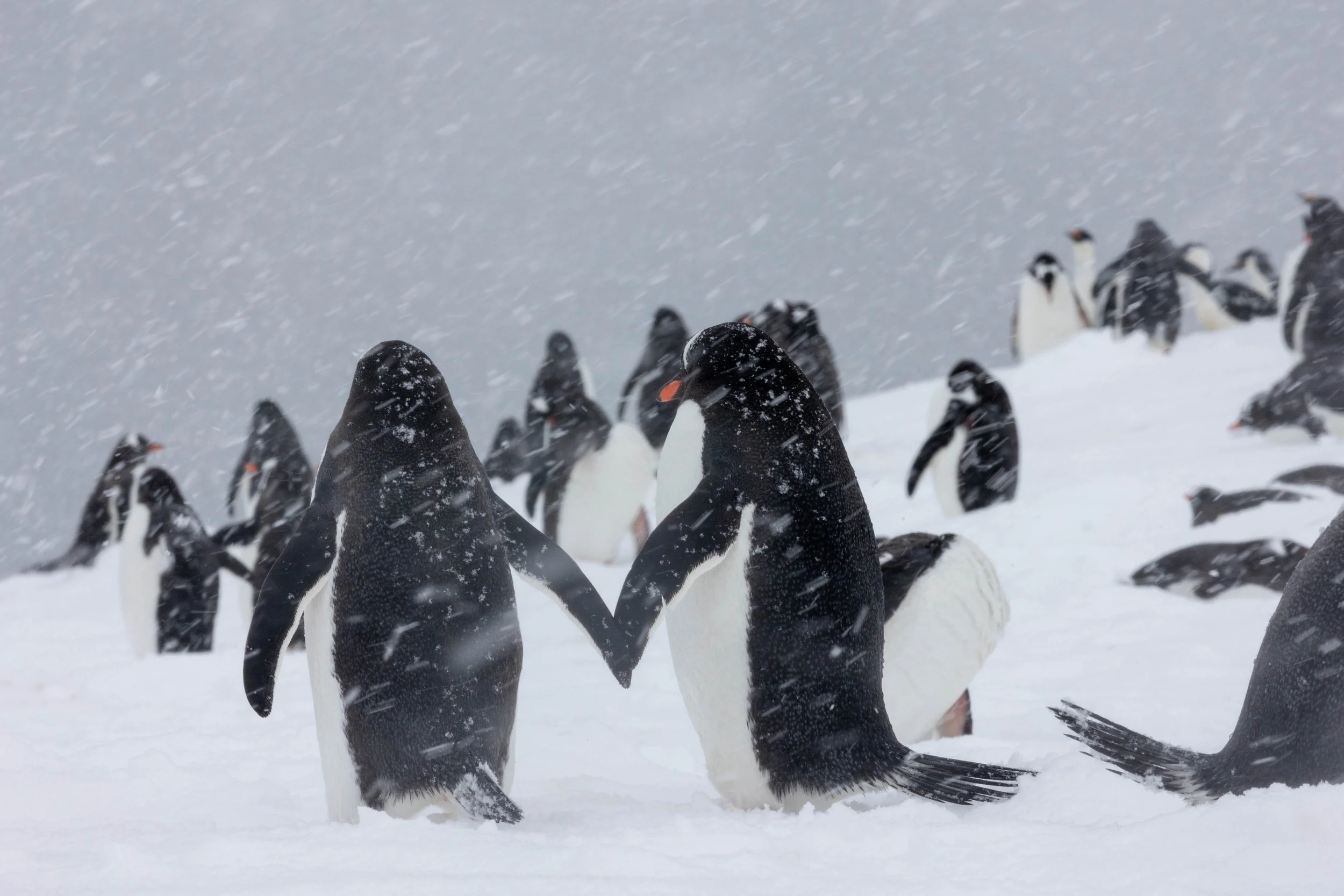 Antarctica. Gentoo Penguins. 