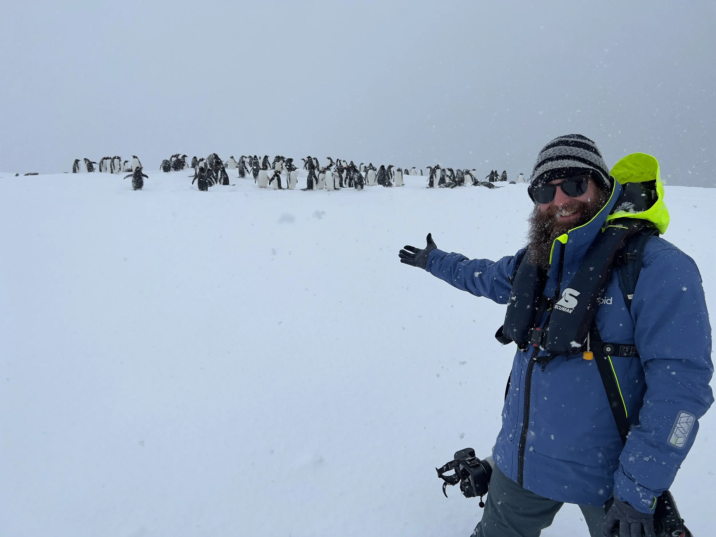 Antarctica. Gentoo Penguins. 